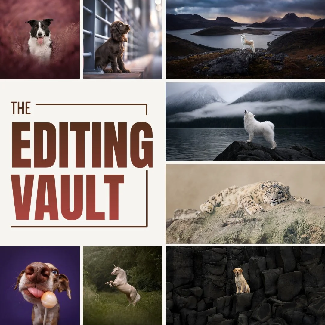 Photographer friends, I'm participating in The Editing Vault - The largest library of pet &amp; equine editing workflows anywhere with 40+ pros (myself included) showing their real, unfiltered process from raw file to final image.

Dozens of approach