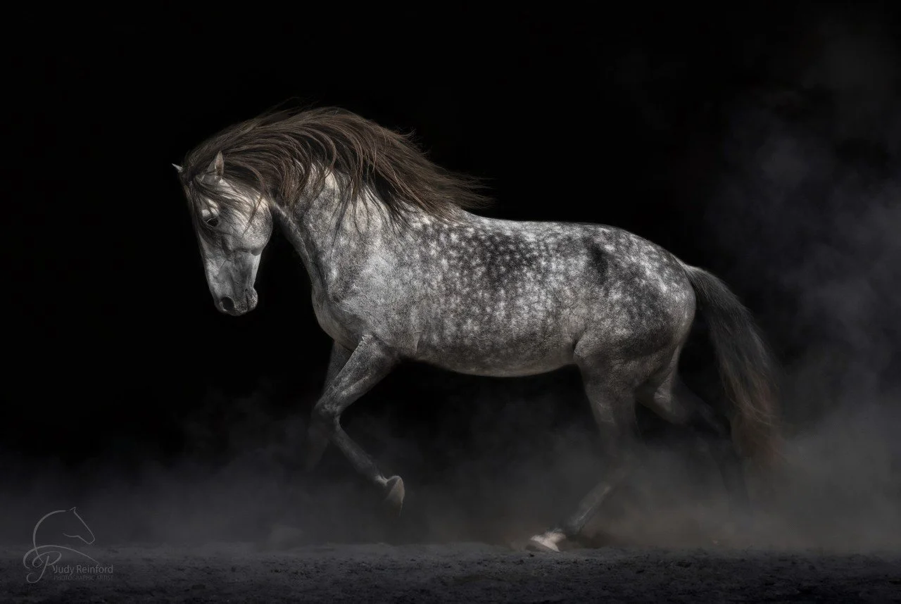 Equine Mastery: A Hybrid Artist Workshop (Lovettsville, VA)