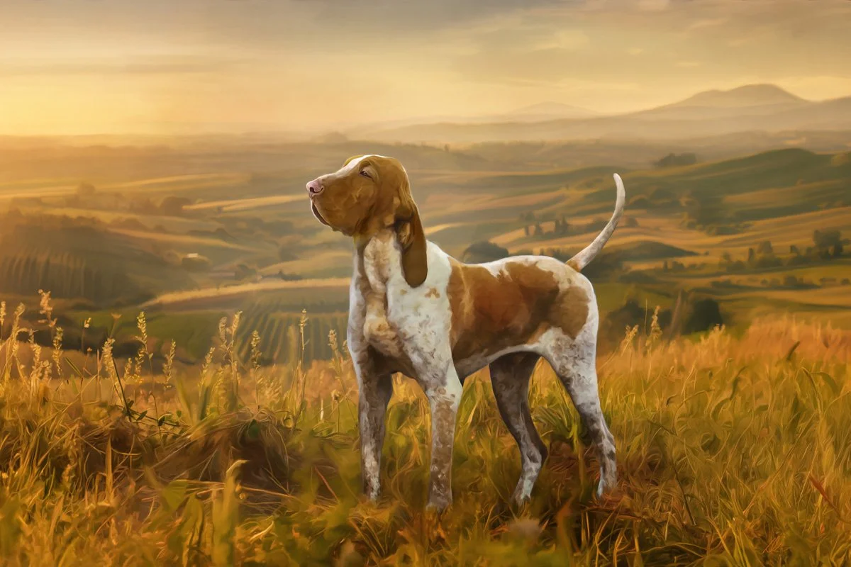 The 205 Project continues &mdash; this one isn't a newly painted breed but a client commission from a while back that deserves its own post.

One of the oldest pointing breeds in the world, and one that still looks exactly like it did in Renaissance 