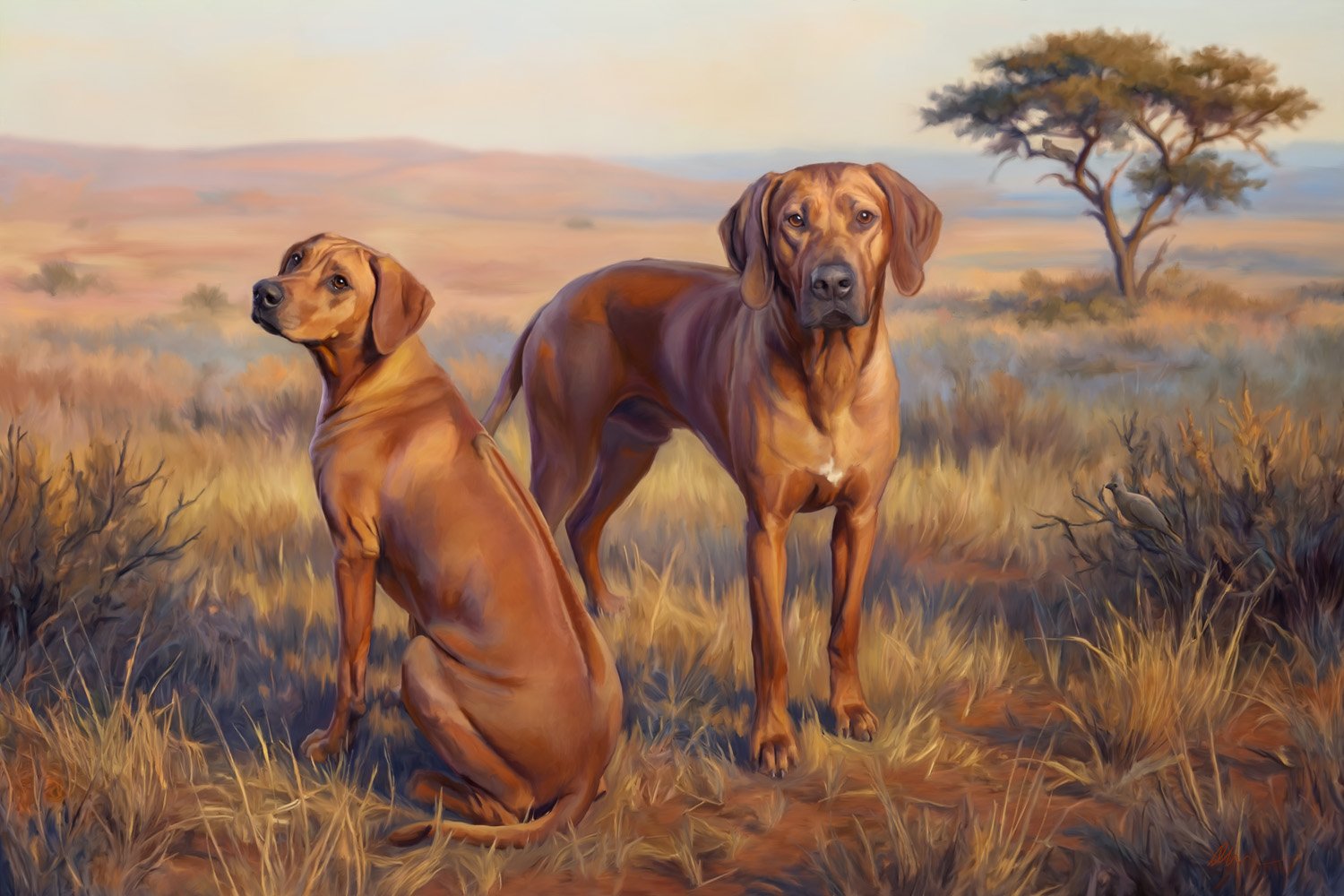 Meet Roxie and Hank. The Rhodesian Ridgeback is up on The 205 Project blog. The history behind this breed is genuinely remarkable. From the Khoikhoi hunting dogs of the Cape Peninsula to the lion-baiting packs of 19th century Zimbabwe, that ridge on 
