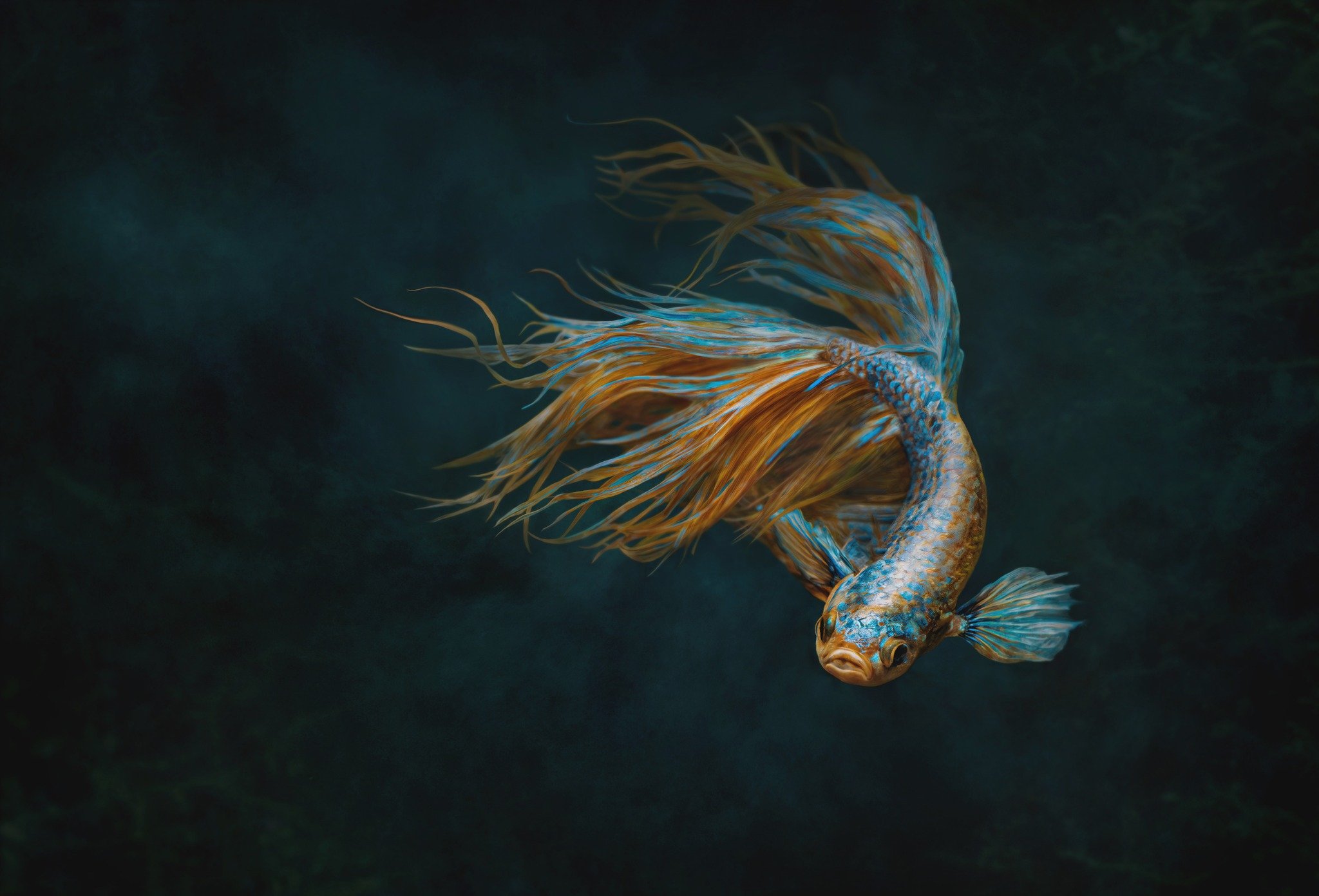 Yesterday was the second round of the American Society of Photographers&rsquo; Images of Distinction competition. I spent the day serving as a panel liaison while close to 1,000 images moved through judging.

There was some incredible work. Just 11 i