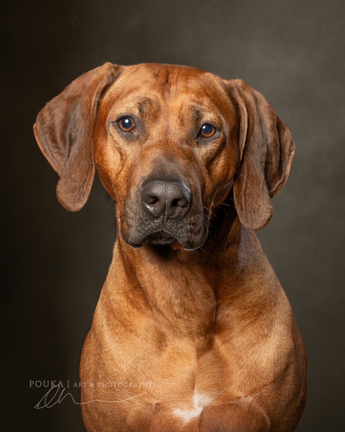 A photograph of a Rhodesian Ridgeback named Hank by photographer Danica Barreau
