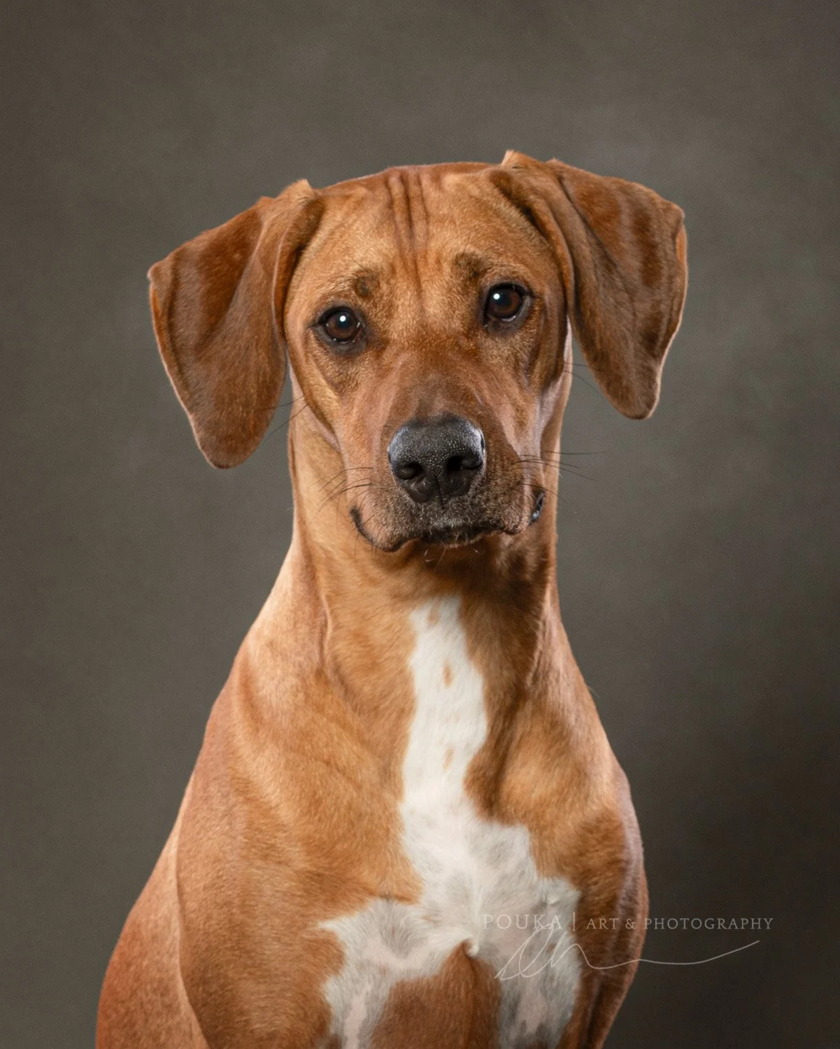 A headshot of a young female Rhodesian Ridgeback by photographer Danica Barreau.