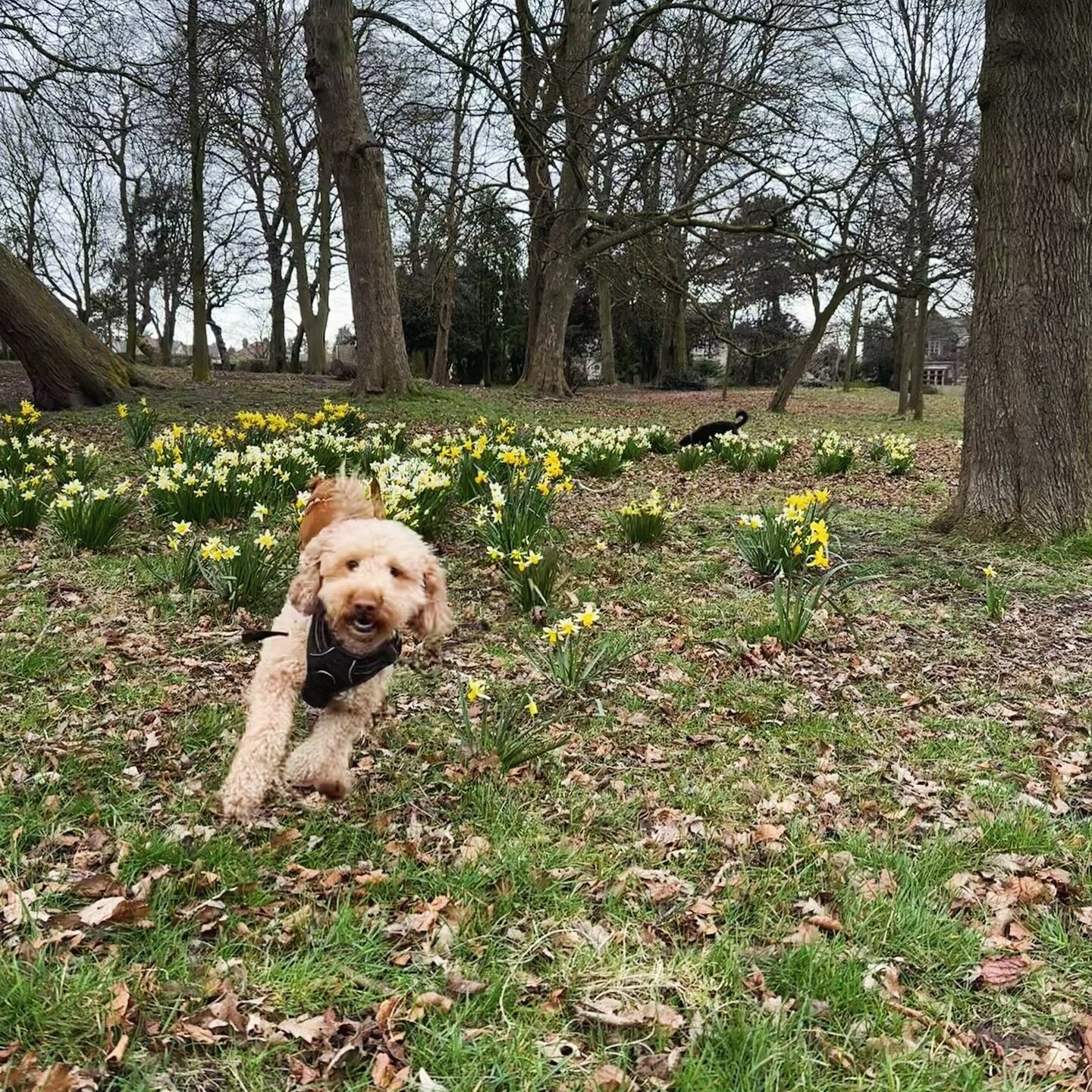 Spring has most certainly sprung! These slightly warmer, longer and brighter days are certainly welcome by our gorgeous pack 🙌🏻🌼🐝