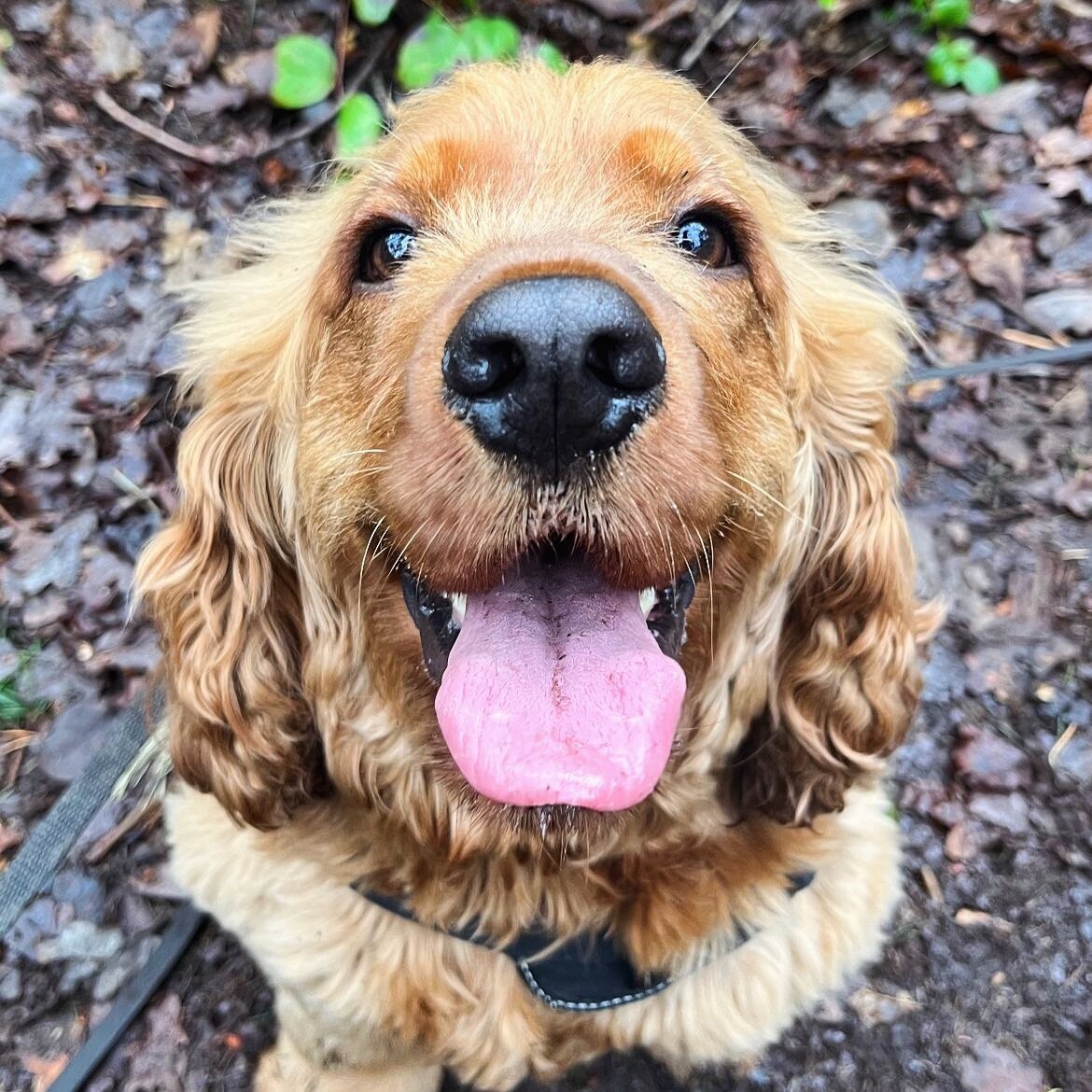 Stop it 🥺 how cute is this TOT! 😛 we really do have the most stunning doggies in our packs!