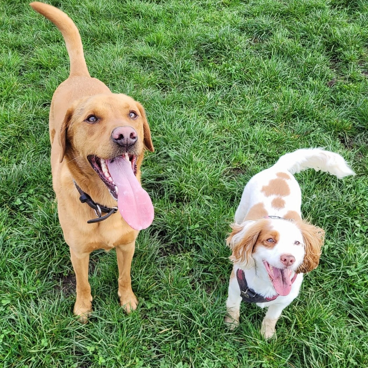 It&rsquo;s a double tongue out Tuesday kinda day!! 🤪😝 what a gorgeous duo these two are! ☀️