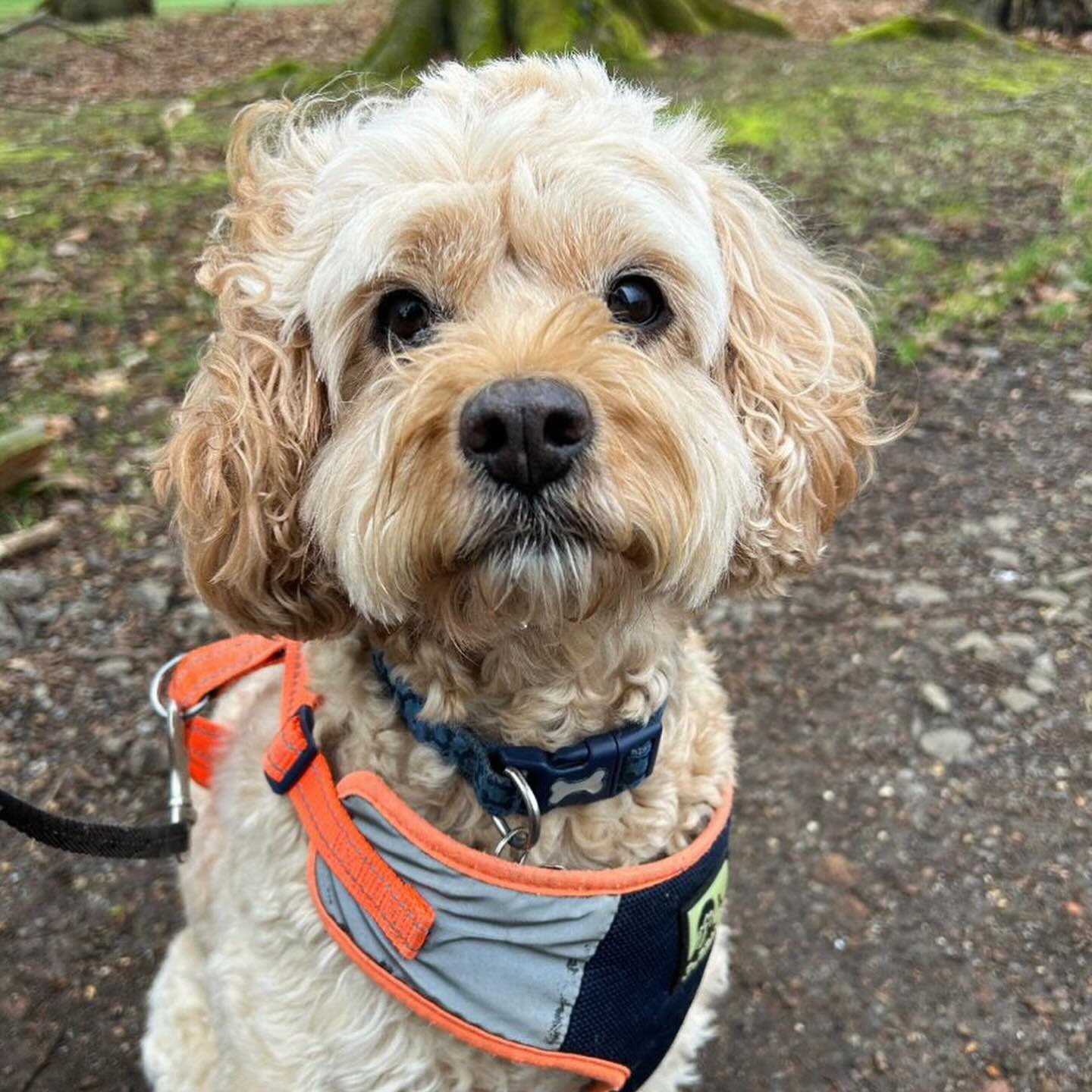 We have some really sad news to share with you all 😔 Our very gorgeous Alfie has passed over the rainbow bridge 🌈 he was a much loved member of our Milton Keynes pack. His walker Mia said he was always the most well behaved boy on his walks, got su