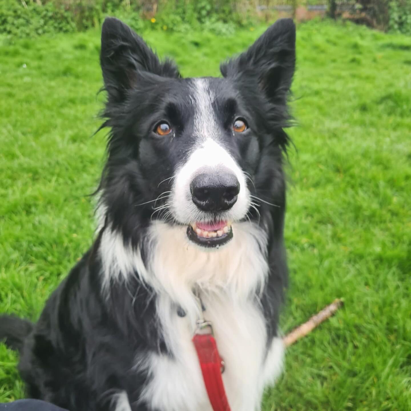 😍 NEWBIE ALERT 😍 

How handsome is the gorgeous Alf that has joined Nicoles pack in Milton Keynes 🥹🥰 Nicole said as his name suggests he is true gentleman and was so well behaved on their walk! Well done Alf 🥳