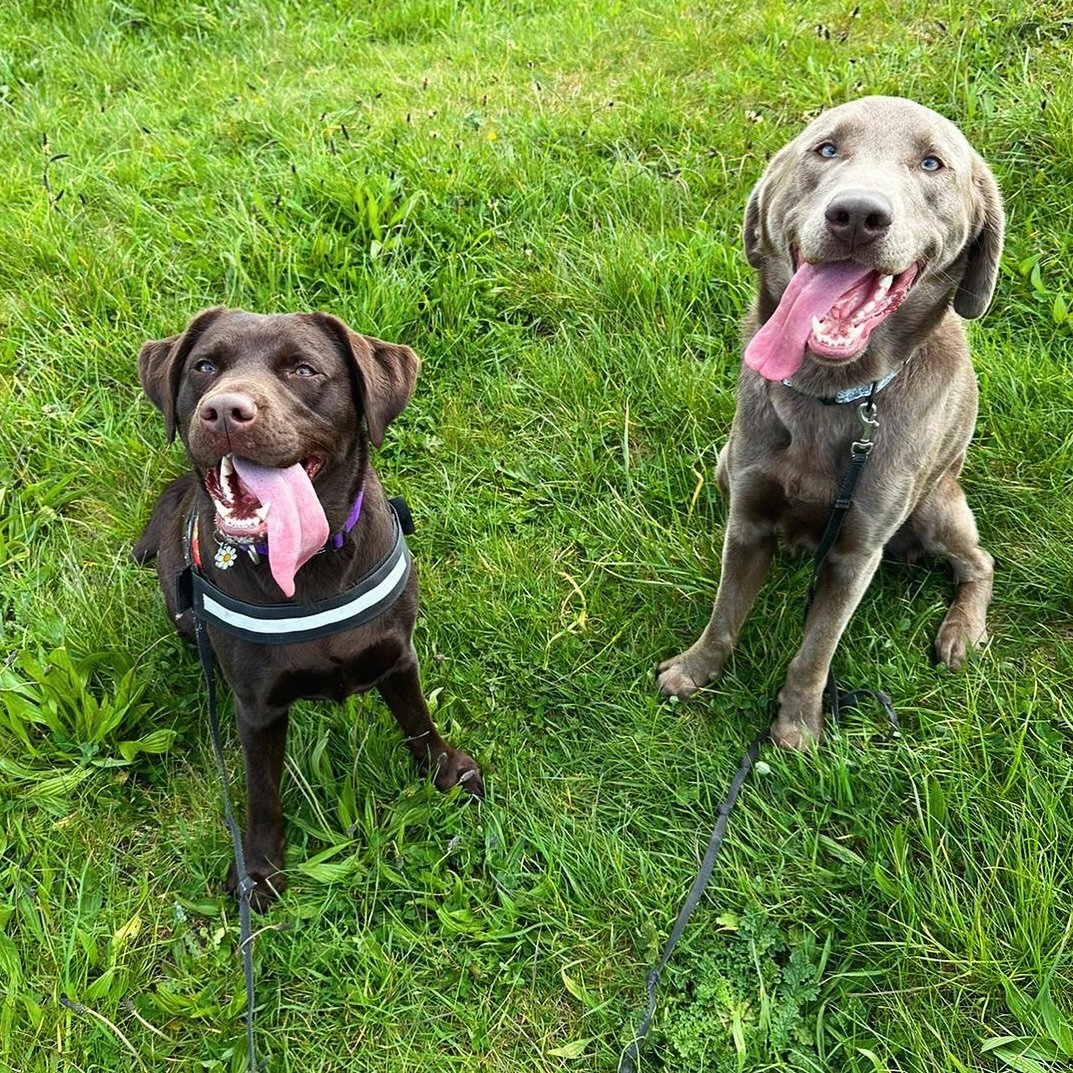 Happy Tongue Out Tuesday 🤪🤪 the sun is shining and we couldn&rsquo;t be happier about it ☀️🙌🏻