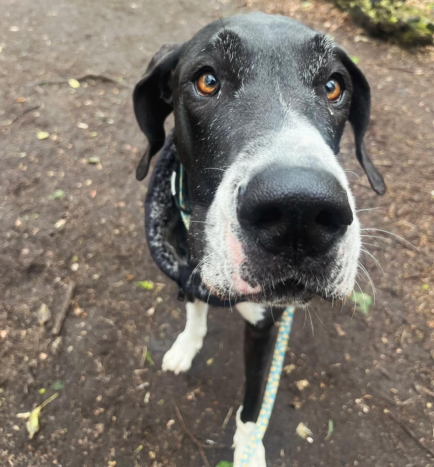 Say hello to the STUNNING Indiana, a 3 year old Great Dane!! We call her Indi for short 🥹 she has joined Kelly&rsquo;s pack in the Wirral 🥳