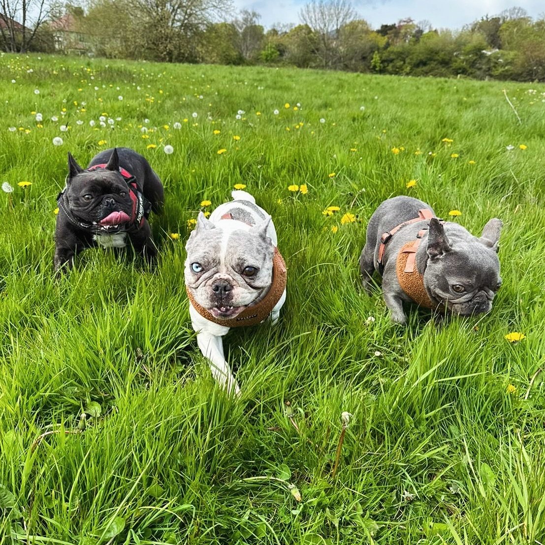 Happy Frenchie Friday 💃🙌🏻 the start of a bank holiday weekend!! What will you be doing with your extra day off? We&rsquo;re hoping for some chill time in the garden if its sunny 🪴🌷