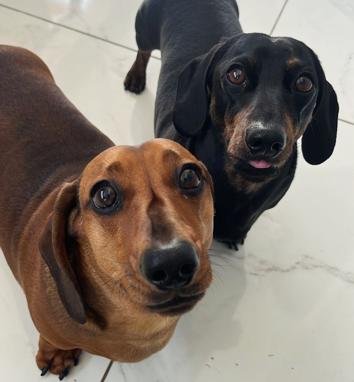 Everyone meet Loki &amp; Thor 😍 these two cheeky sausages have joined Kelly&rsquo;s pack in the Wirral! They are starting off slow with pop in&rsquo;s with the view to build this up to walks and eventually joining in on the pack walks! 🐶🐶
