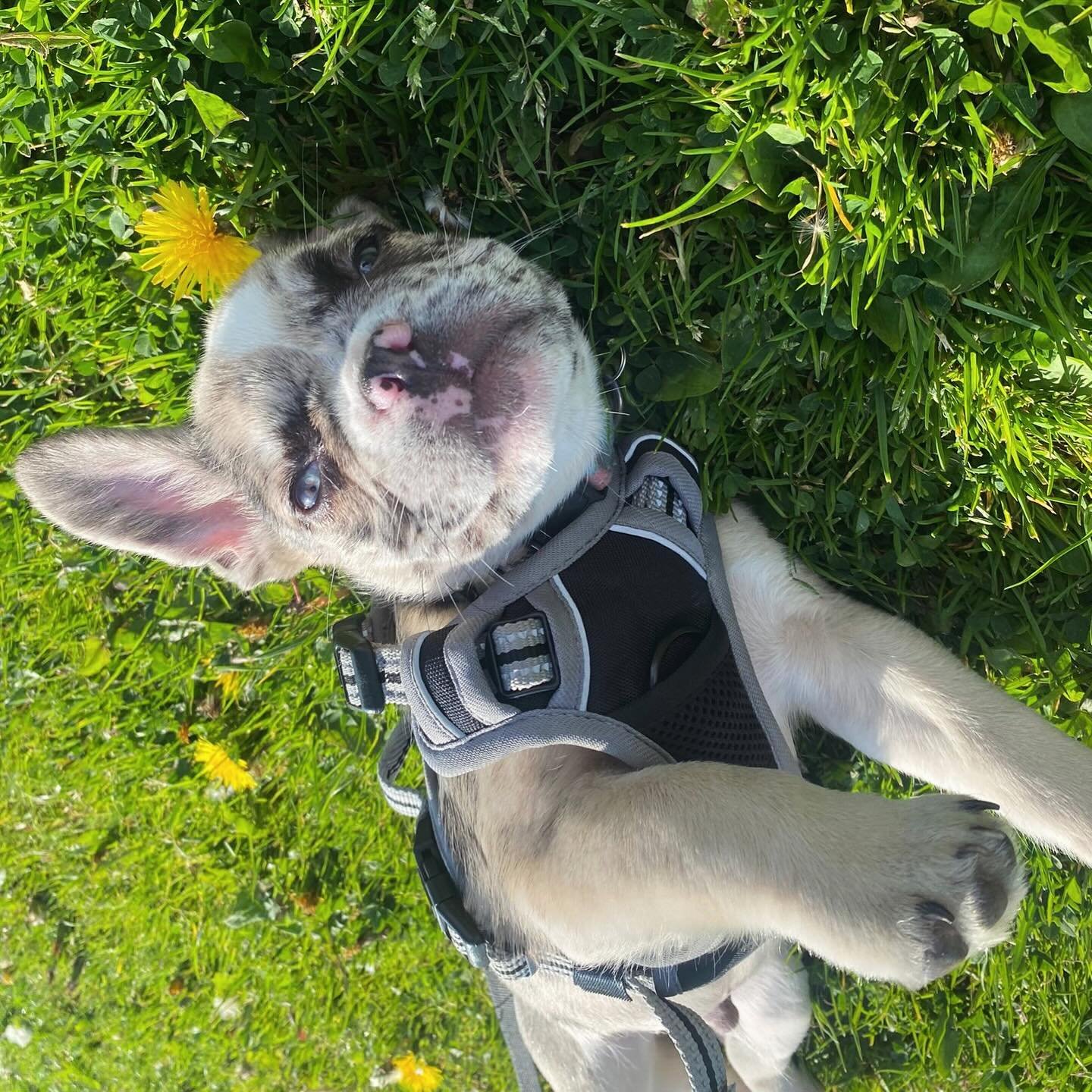 It&rsquo;s Frenchie Friday and the sun is shining, HAPPY DAYS ☀️🌻 isn&rsquo;t this little baby adorable 🥹😍