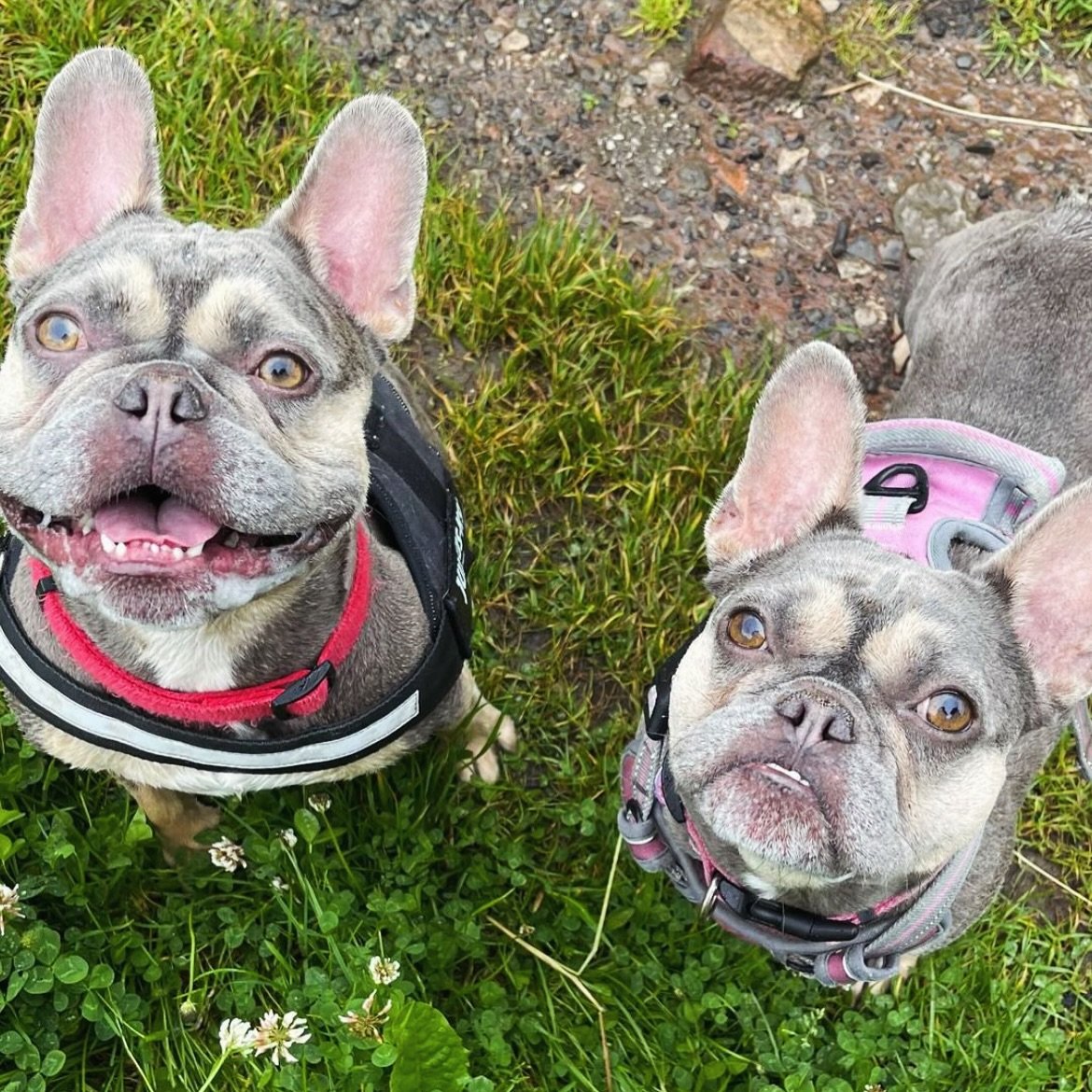 It&rsquo;s Frenchie FriYAY!!!! 🥳💃 who else is looking forward to the weekend? 🙌🏻