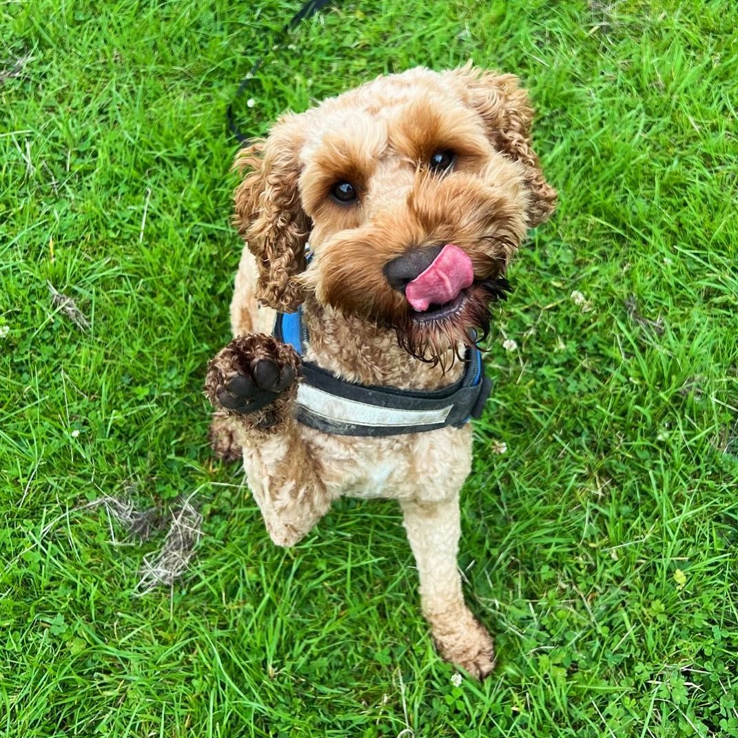 Tongue out and a Hi 5!!! What a clever pooch!!! 👋🏻😜