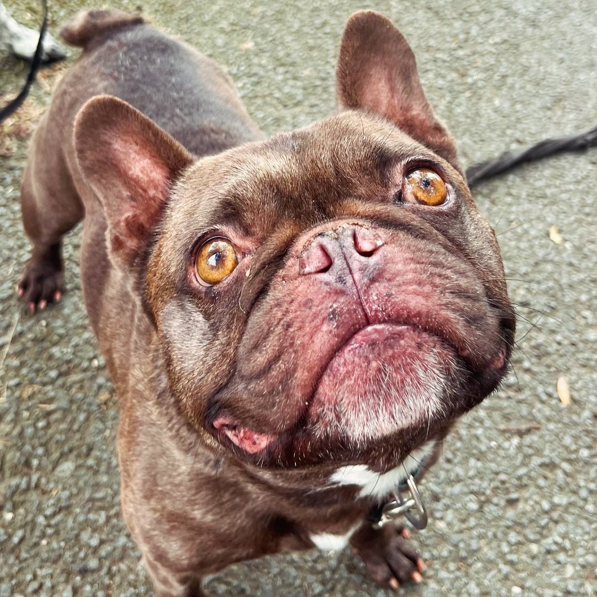 It&rsquo;s FRENCHIE FRIYAY!!!!! 🥳🥳🥳 how stunning are these amber eyes 😍😍