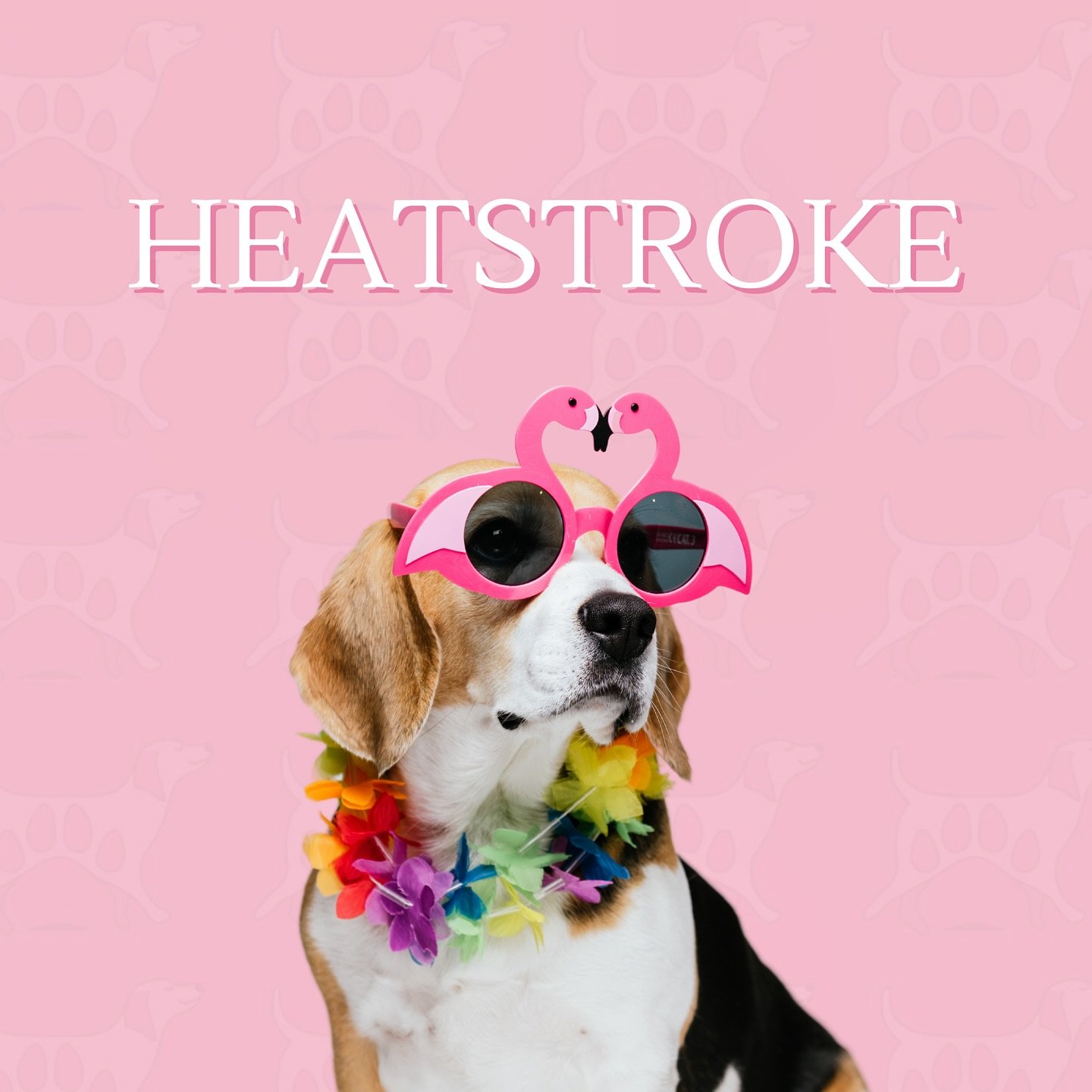 A double post on a Monday? Who are we 🤣🙈

Whilst this picture may be funny the subject definitely isn&rsquo;t! With temperatures set to soar again over the next few days we want to take the time to remind you about the dangers of heatstroke in dogg