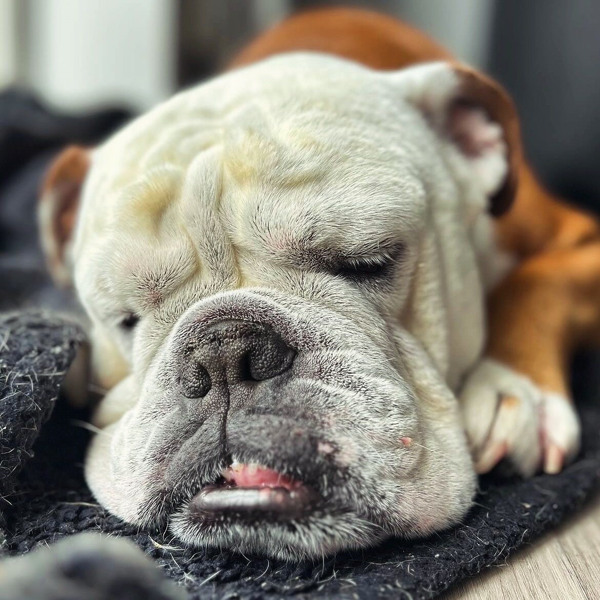 A sleepy start to the week over here at Pawesome! 💤 keep an eye out for our Picture Of The Month competition on Wednesday!!