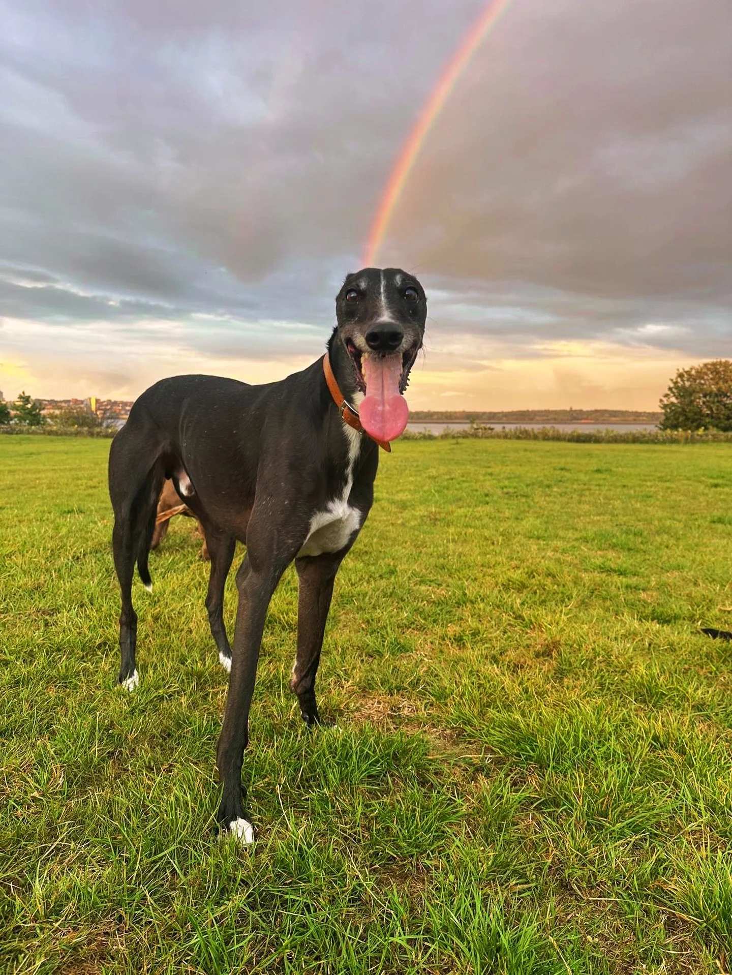 ✨ FEATURE FRIDAY ✨ 

Meet JACK 💕🫶🏼 the handsome boy that brings smiles to everybody he meets and manages to sniff every single thing there is to sniff on every walk, ever 😂🐶🤩
