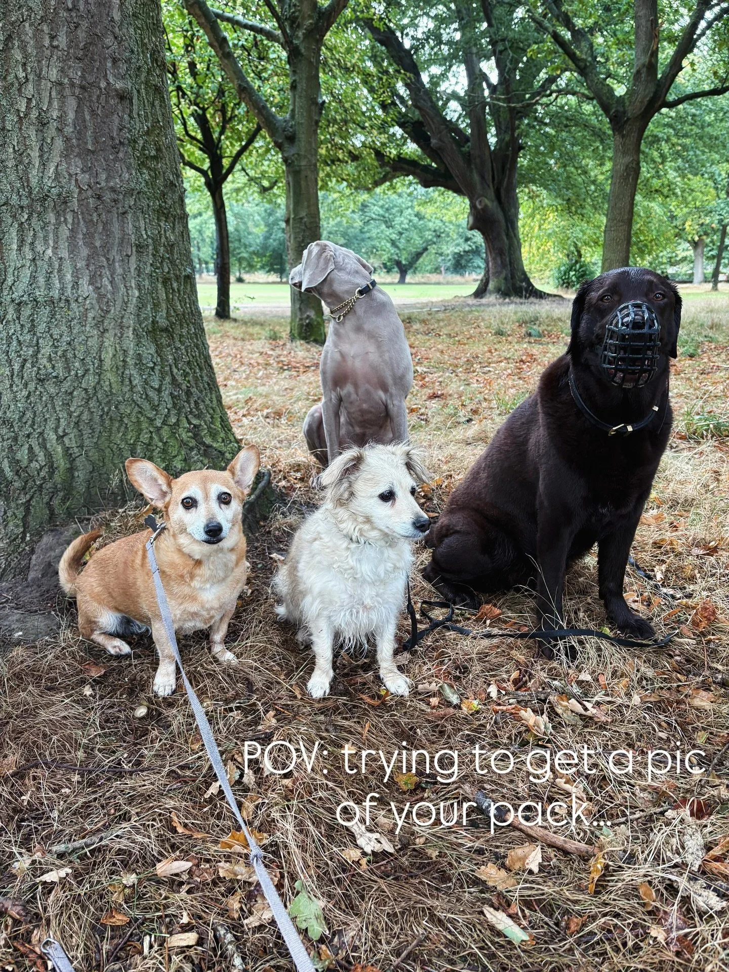 There&rsquo;s always one&hellip;. Or two.. Or three 😂🙄 

#oops #blooper #wontlookatthecamera #packwalk