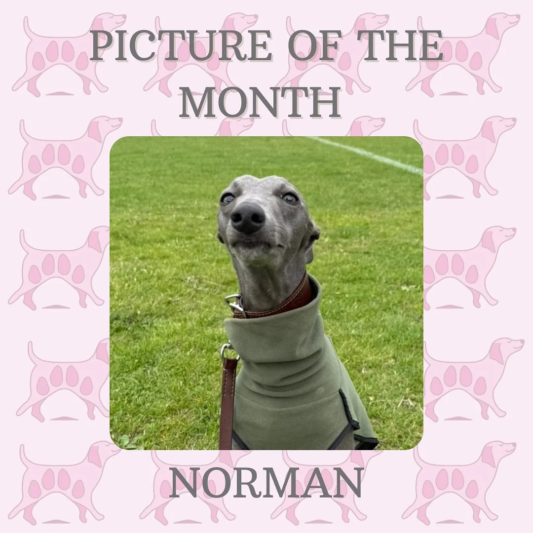 ✨ It&rsquo;s Picture of the Month Time! ✨

The votes are in&hellip; well, almost! 😉 Our team has picked their top 4 snaps, and now it&rsquo;s YOUR turn to crown the winner! 🏆

The lucky pup with the most votes will be featured on exclusive personal