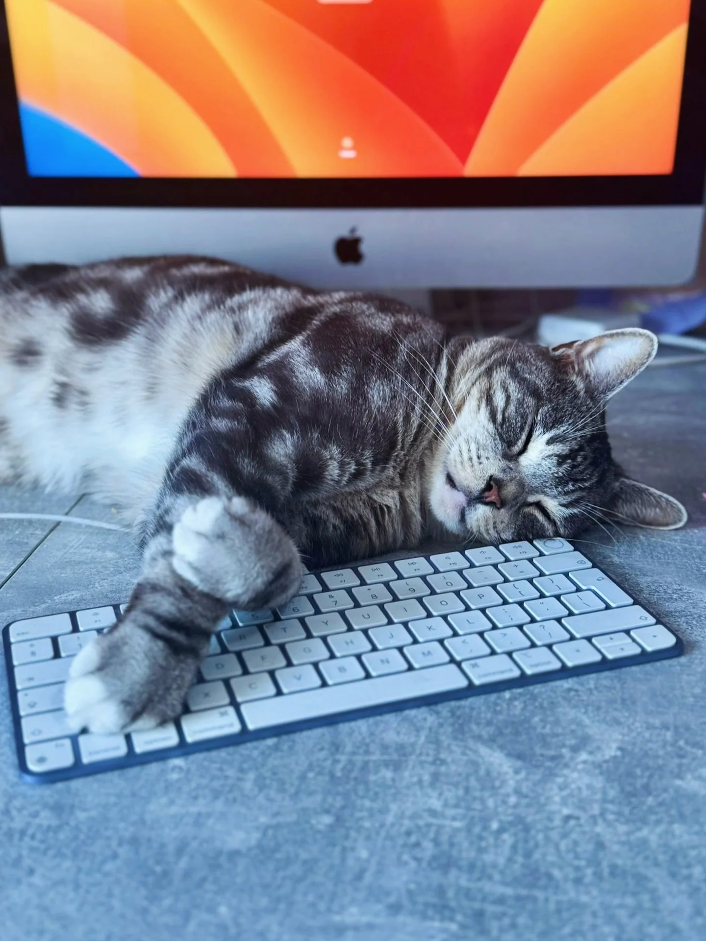 I think it&rsquo;s safe to say that Finn is feeling the cosy, stay indoors season 🍁☕️ 

If you saw this laying over your work space&hellip; what would you do 👀😂

A) Scooch him and continue to work..🙄
B) Wait for him to wake from his slumber 🫶🏼 