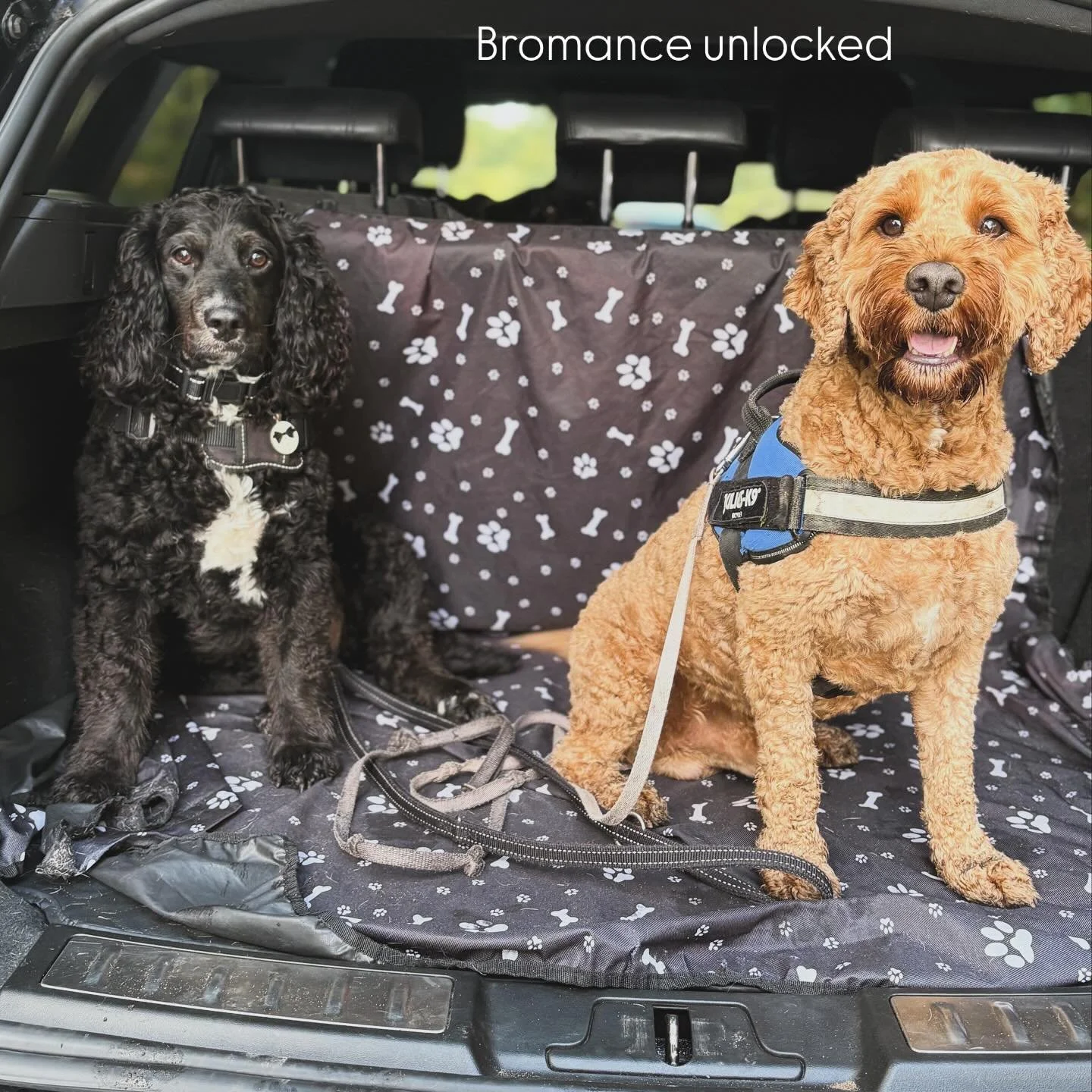 💛 Monday bromance alert 💛

Rory and Toby met for the first time on their walk today&hellip; and it was instant friendship. The kind of bond where tails start wagging the second they spot each other 🐾

They trotted side by side like they&rsquo;d be