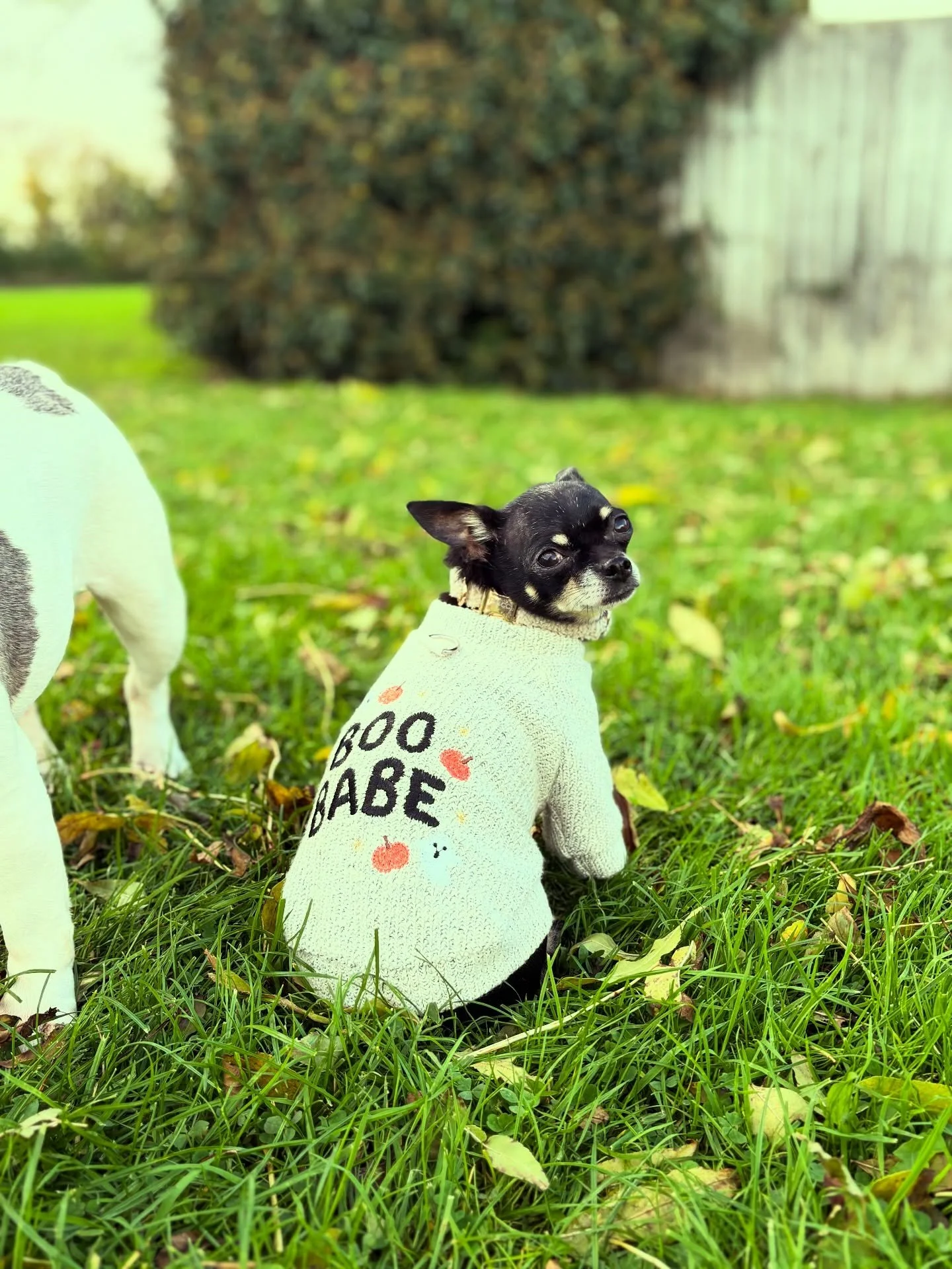 Our tiniest pumpkin&hellip; but make it fashion 👻💅
Pucci&rsquo;s all set for spooky season in her &ldquo;Boo Babe&rdquo; jumper &mdash; because who said Halloween can&rsquo;t be cute and cosy? 🧡🐾

Whether your pups are dressing up or snuggling do