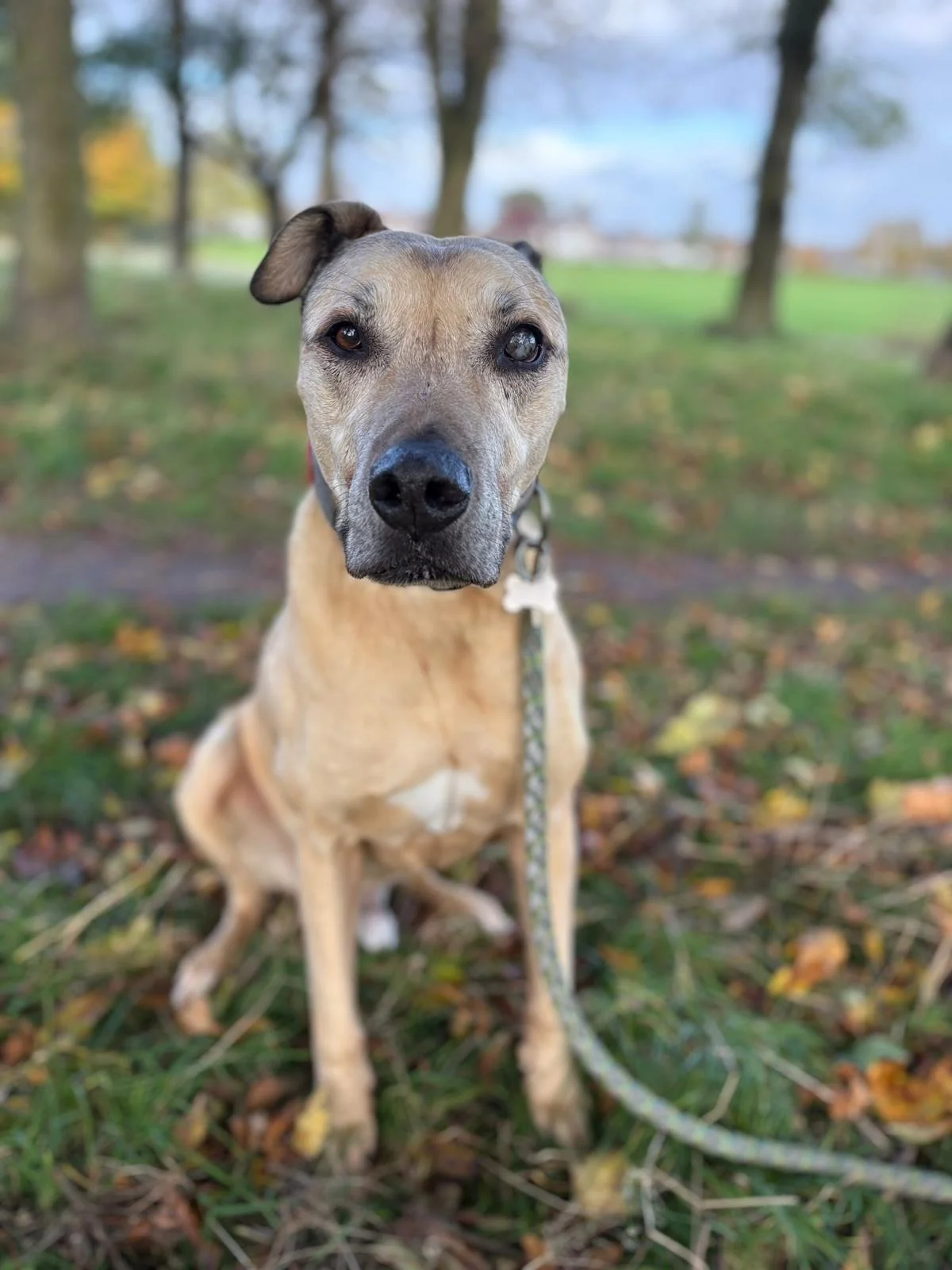 Meet Ed - one of our beautiful Pawesome Pack members who&rsquo;s truly come a long way 🐾✨

Ed only has partial sight in one eye, but that&rsquo;s never stopped him from embracing every walk with calm confidence (and the occasional burst of joyful zo