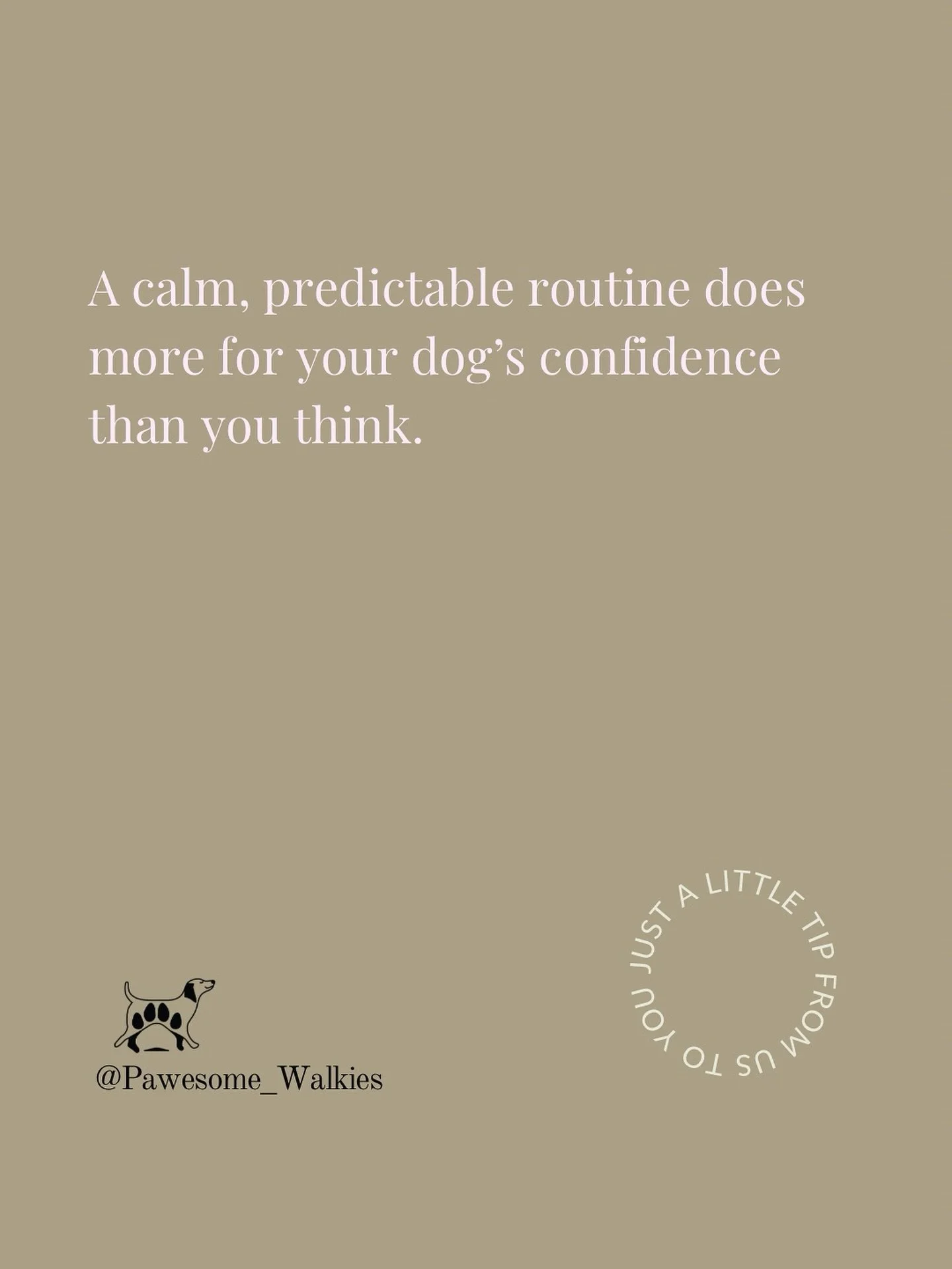 A little tip&hellip;
A calm, predictable routine does more for your dog&rsquo;s confidence than you think 🐾✨

Dogs thrive on knowing what comes next&hellip; when they&rsquo;ll walk, rest, eat, play, and cuddle.
Consistency helps them feel secure, su