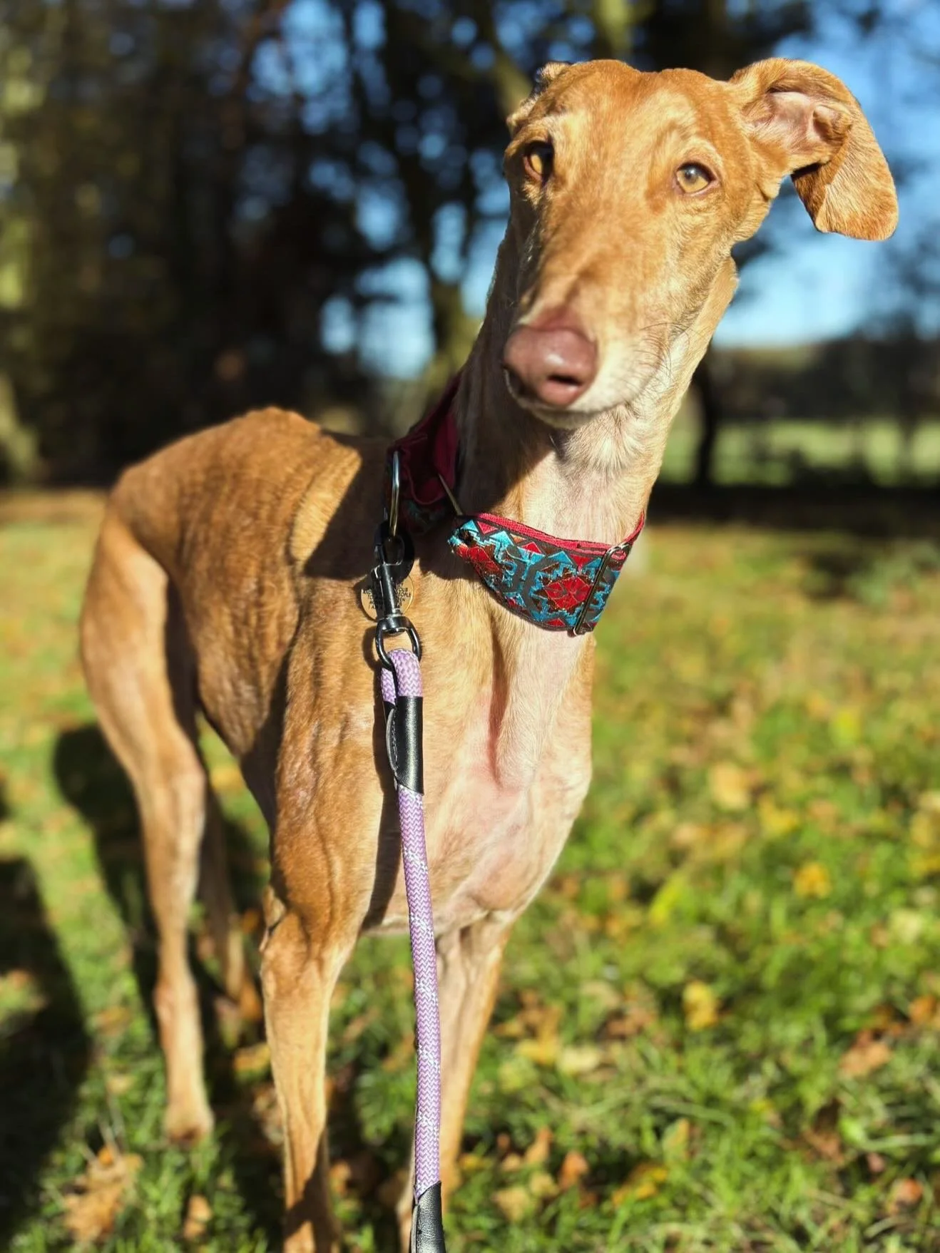 Everyone&hellip; meet Larry 🐾💛
One of our newest Pawesome recruits&hellip; and quite possibly the most elegant lad we&rsquo;ve ever seen.

With those long legs, soft eyes and that model-level neck, he absolutely worked the camera today. And he&rsqu
