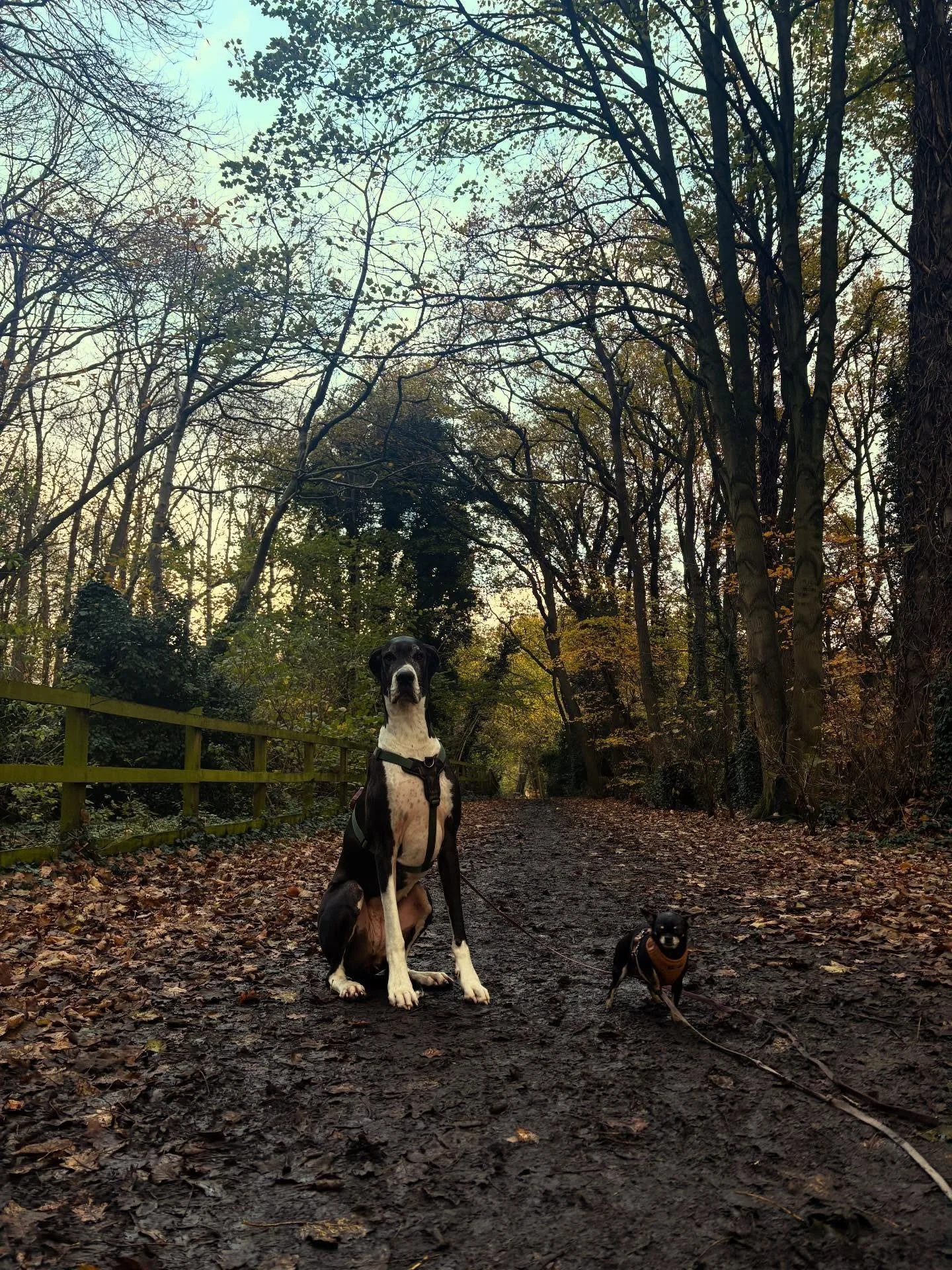 Big dog, little dog&hellip; same adventure 🐾✨
Indi and Pucci proving once again that friendship doesn&rsquo;t care about size &mdash; only good company and a beautiful walk through Eastham Woods.
Happy 7th December from the Pawesome Pack 💛🌲

#Pawf