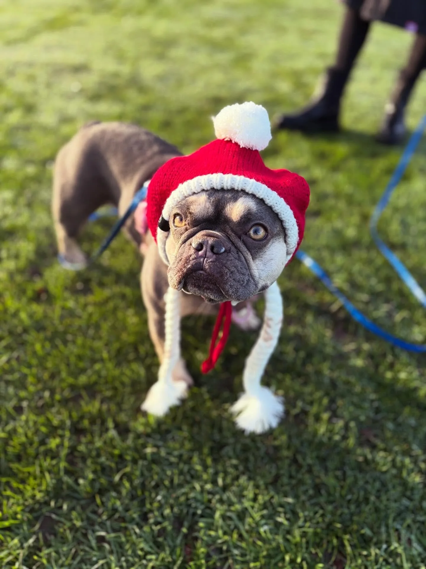 Santa Paws has entered the chat&hellip;
and her name is Harper 🎅🐶✨

Serving festive cuteness, questionable dignity, and absolutely zero regrets 💛🐾
We&rsquo;re officially obsessed.