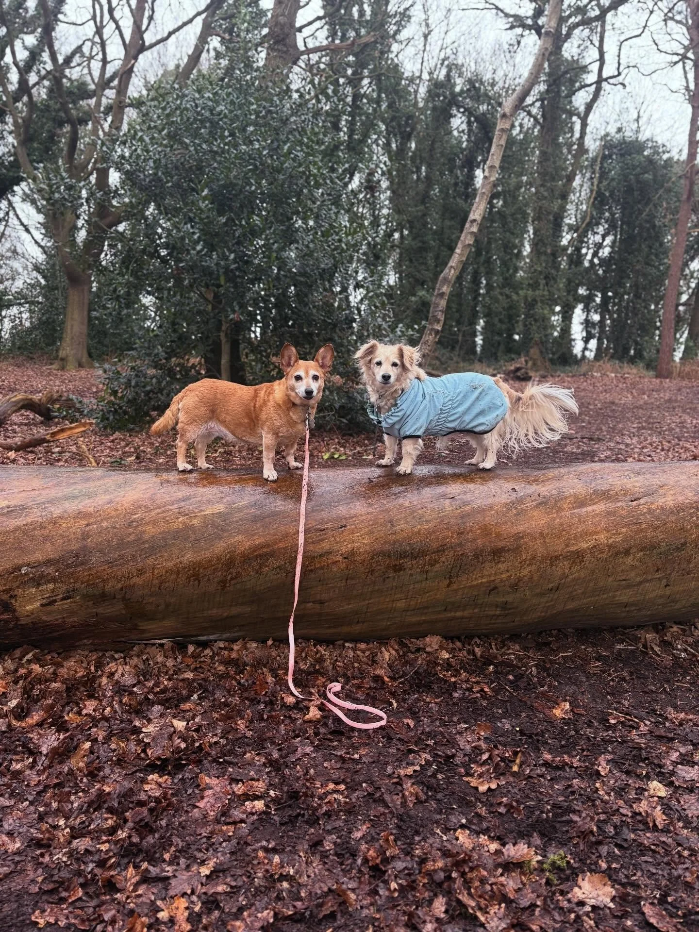 Koko &amp; Indi taking their woodland modelling careers very seriously 🌿🐾

Balancing skills ✔️
Wind-in-the-ears moment ✔️
Main character energy ✔️

Late February walks might still be a little muddy, but the views (and the company) make it worth it 