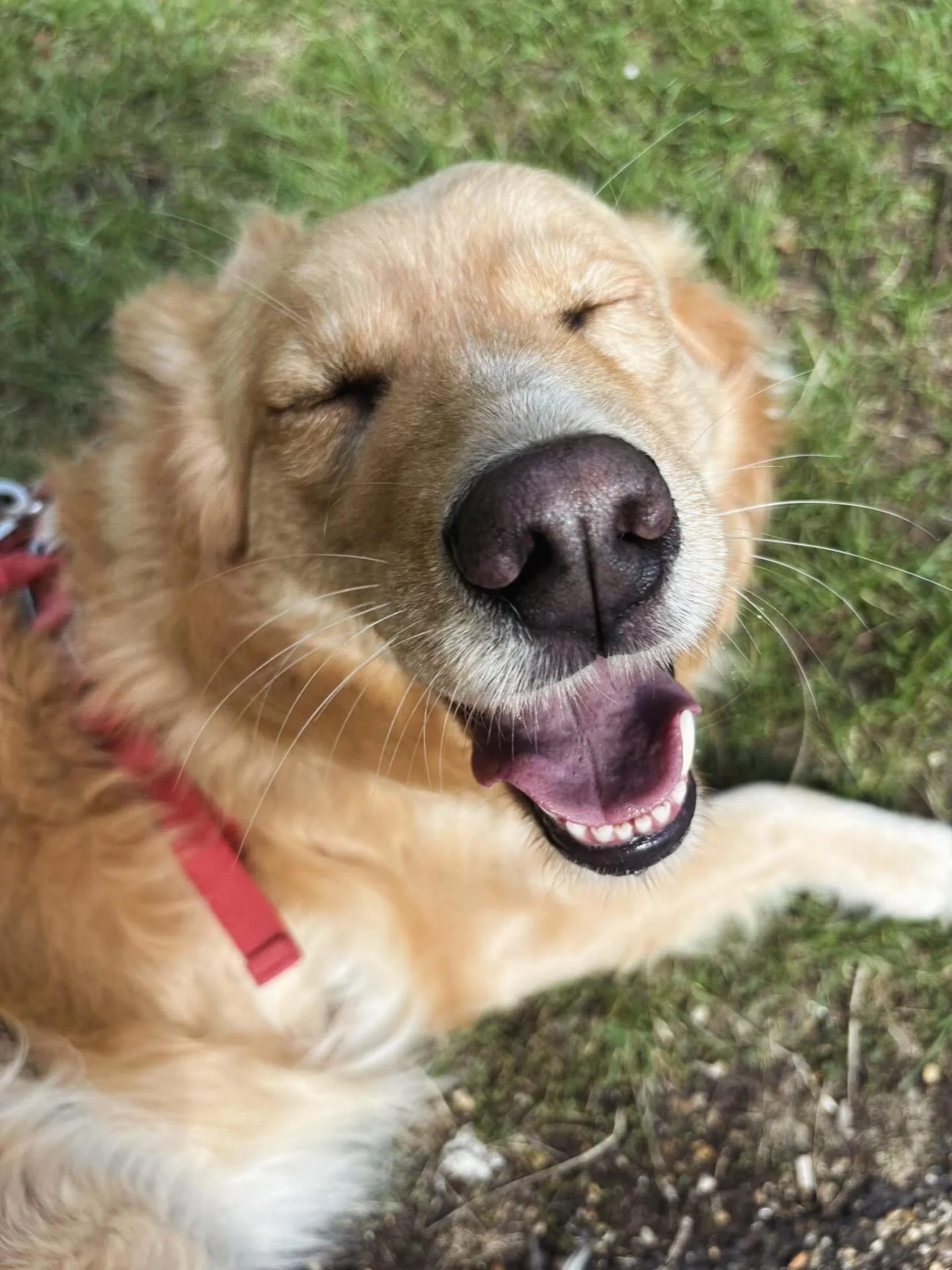 Yesterday we lost this beautiful girl. 👼 

&ldquo;Halo you were the sweetest, and still are. I&rsquo;d take her out for walks a few days a week and have had the pleasure to do so for just over a year now. 

I&rsquo;ll miss you more than anything eve