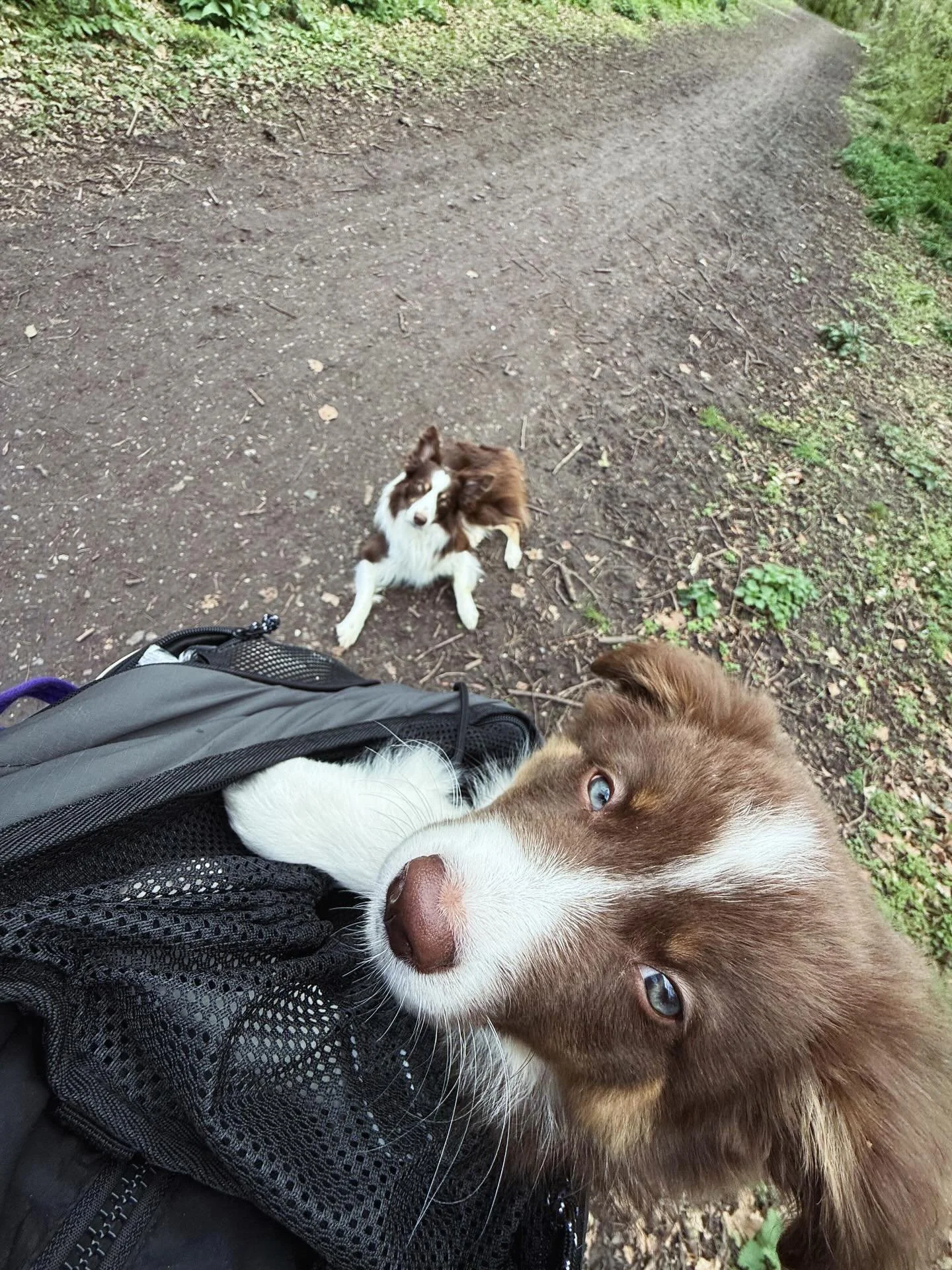 Everyone meet Fuze 🐾

First little &ldquo;walk&rdquo;&hellip; currently more of a carry and take it all in situation 🥹

He&rsquo;s still so tiny, so for now he&rsquo;s safely watching the world from his carrier&hellip; taking everything in, giving 