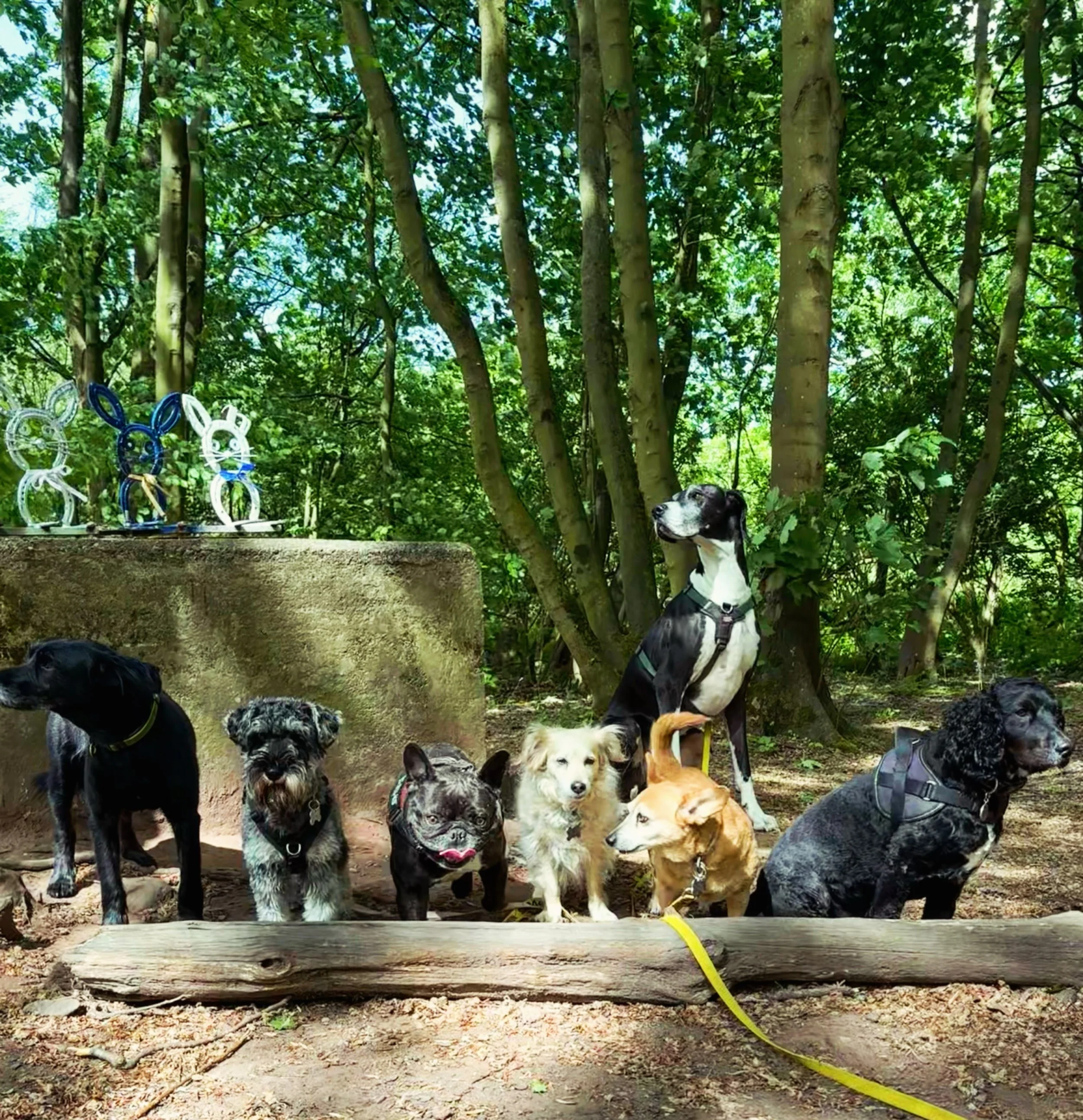 This Pawesome Pack on The Wirral all sat perfectly, 10/10 !! ⭐️ 

Getting them all to look at the camera however&hellip; work in progress 😅

Either way, super proud of these patient little souls&hellip; waiting patiently whilst Bex took 28 pics and 