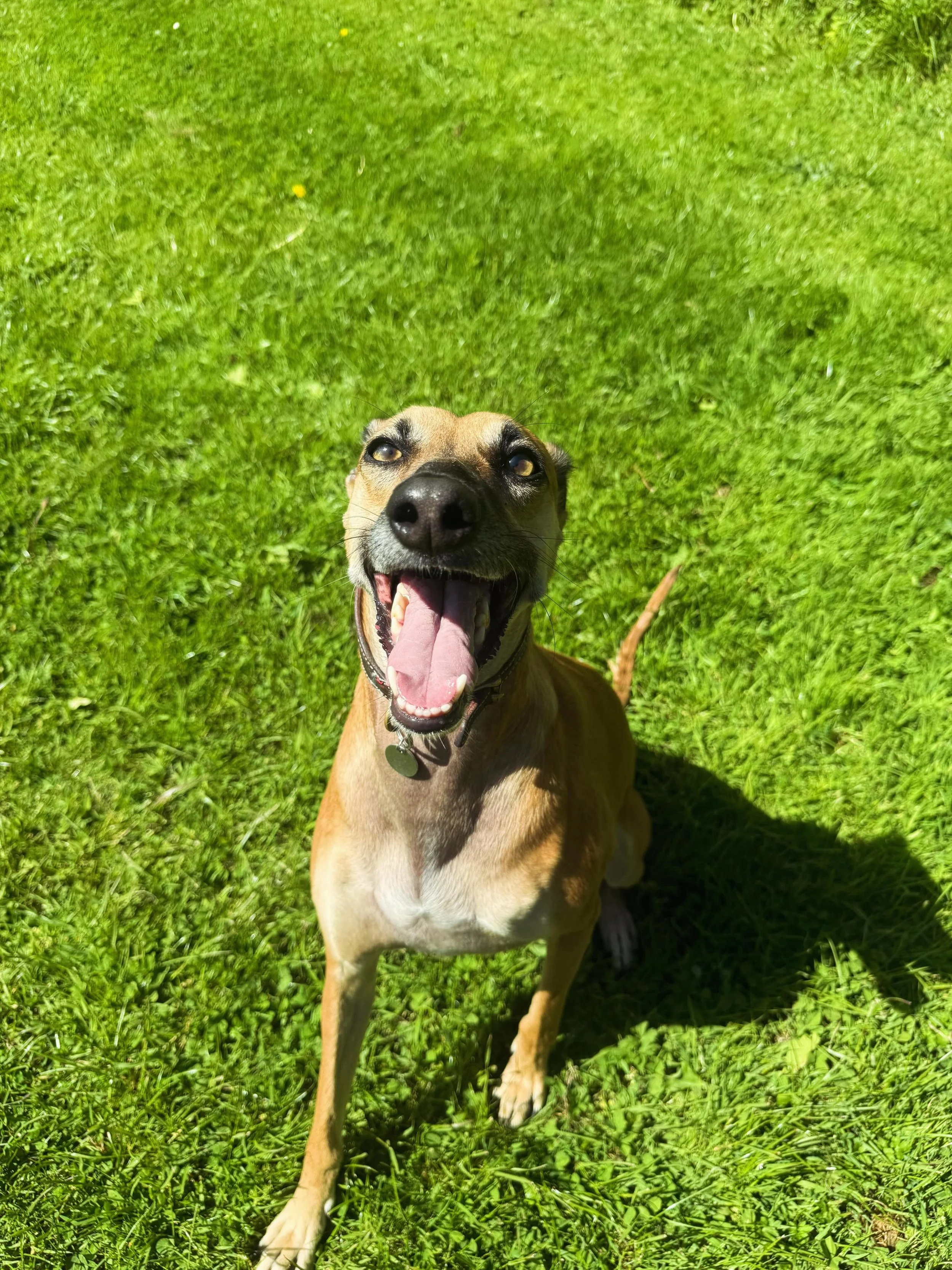 Happy Birthday to the absolutely beautiful Melody 😍 🎈 

You are absolutely adored by your pawesome auntie Meg, and the rest of the team! 

Hope you&rsquo;ve enjoyed your day our girl 🐾 🎂