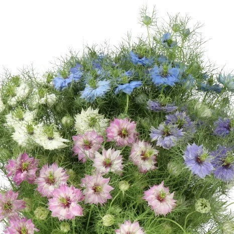 NIGELLA-MIX-70cm.jpg