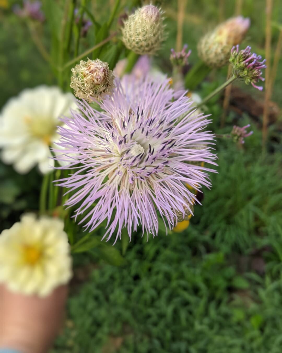 Basketflower 'Aloha Rosa' aka 'I wish you could see this in person and if you're getting a flower share today you will'.