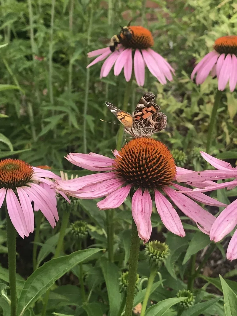 Purple Coneflower Seeds