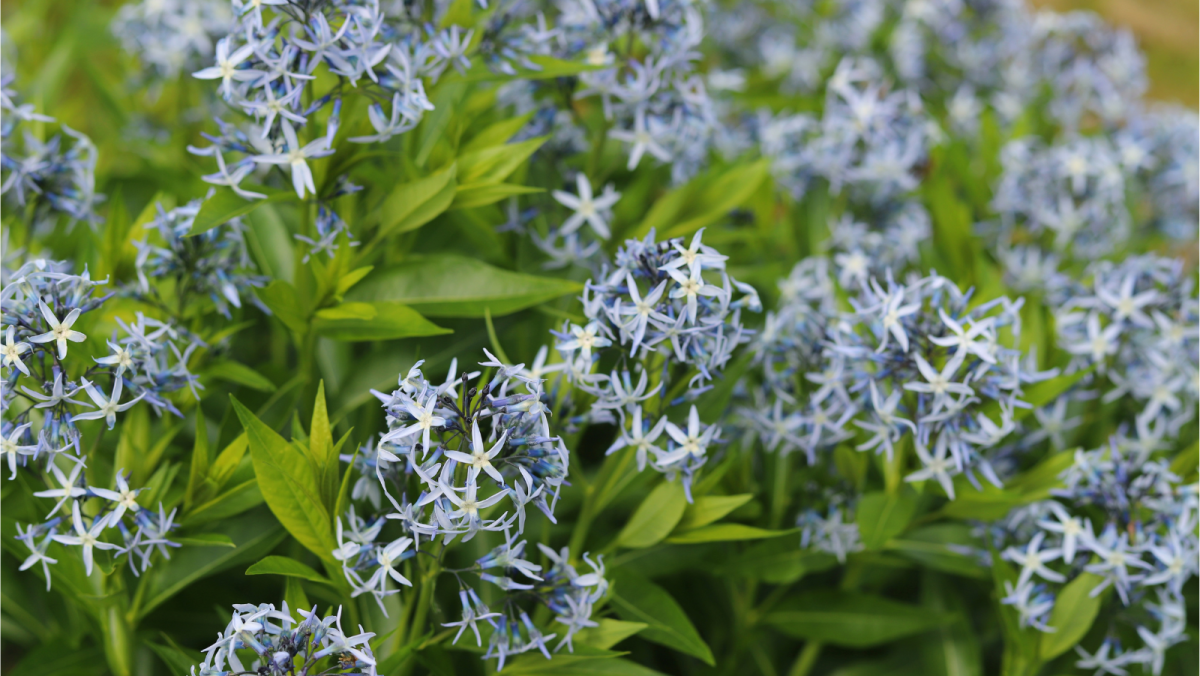Eastern Bluestar Seeds