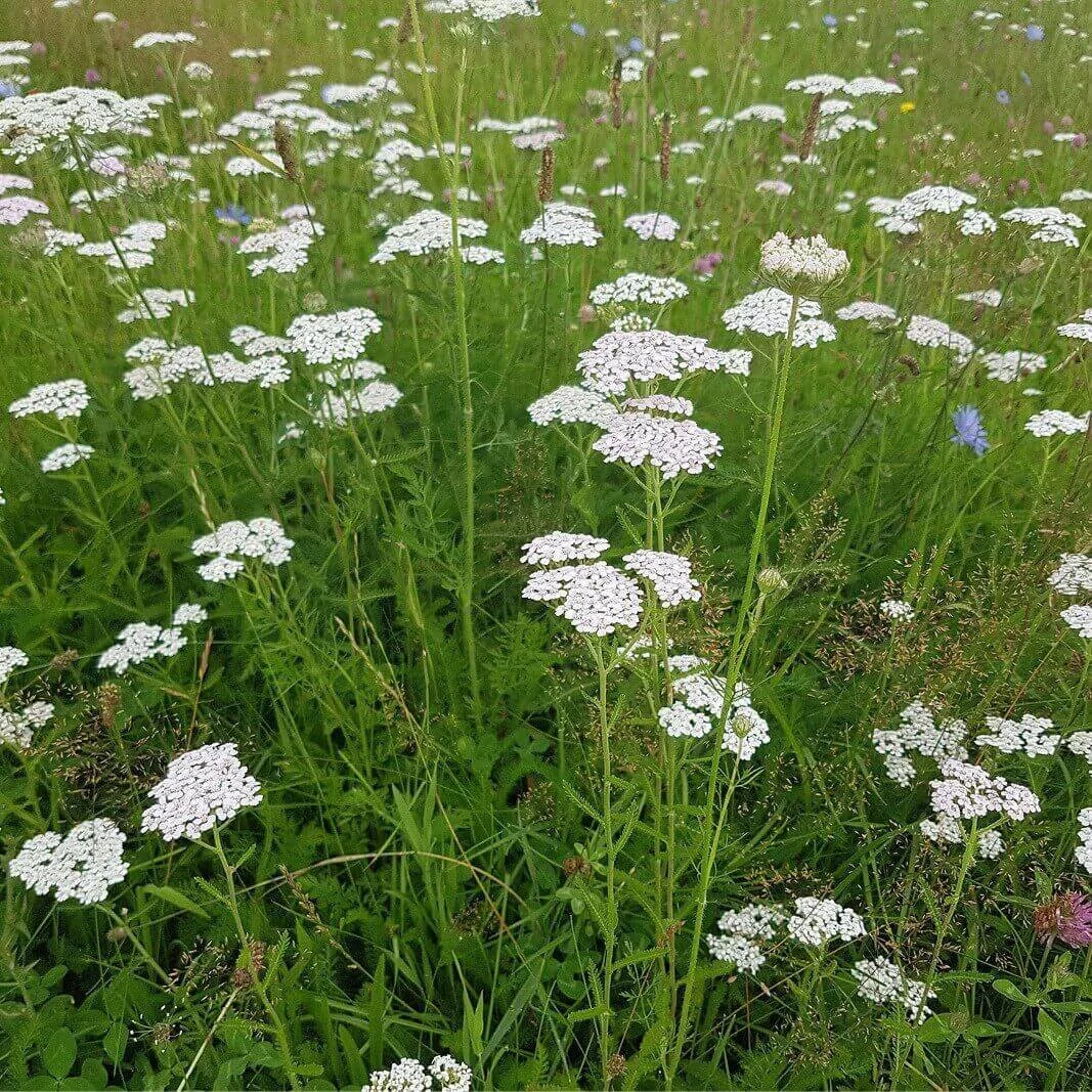 ACHILLEAMILLEFOLIUMMilenrama_1.jpg