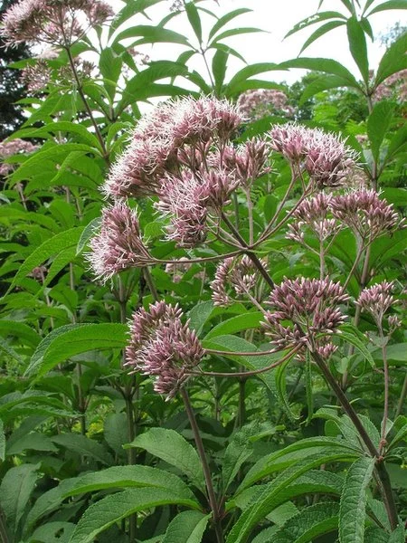 joe pye weed.jpg