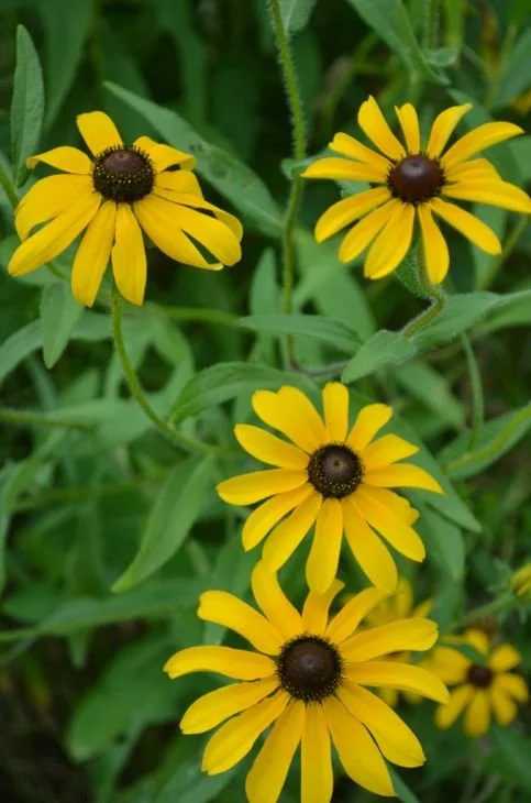 rudbeckia-hirta-black-eyed-susan_main_483x730.jpg