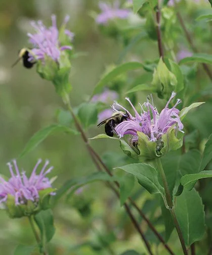 197-bee-balm-monarda.jpg