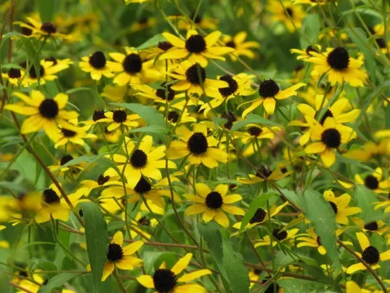 Rudbeckia triloba Seeds