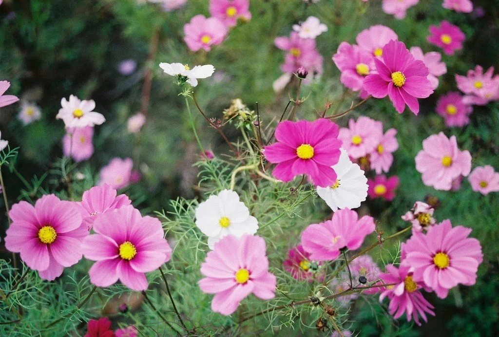 Sensation Mix Cosmos Seeds