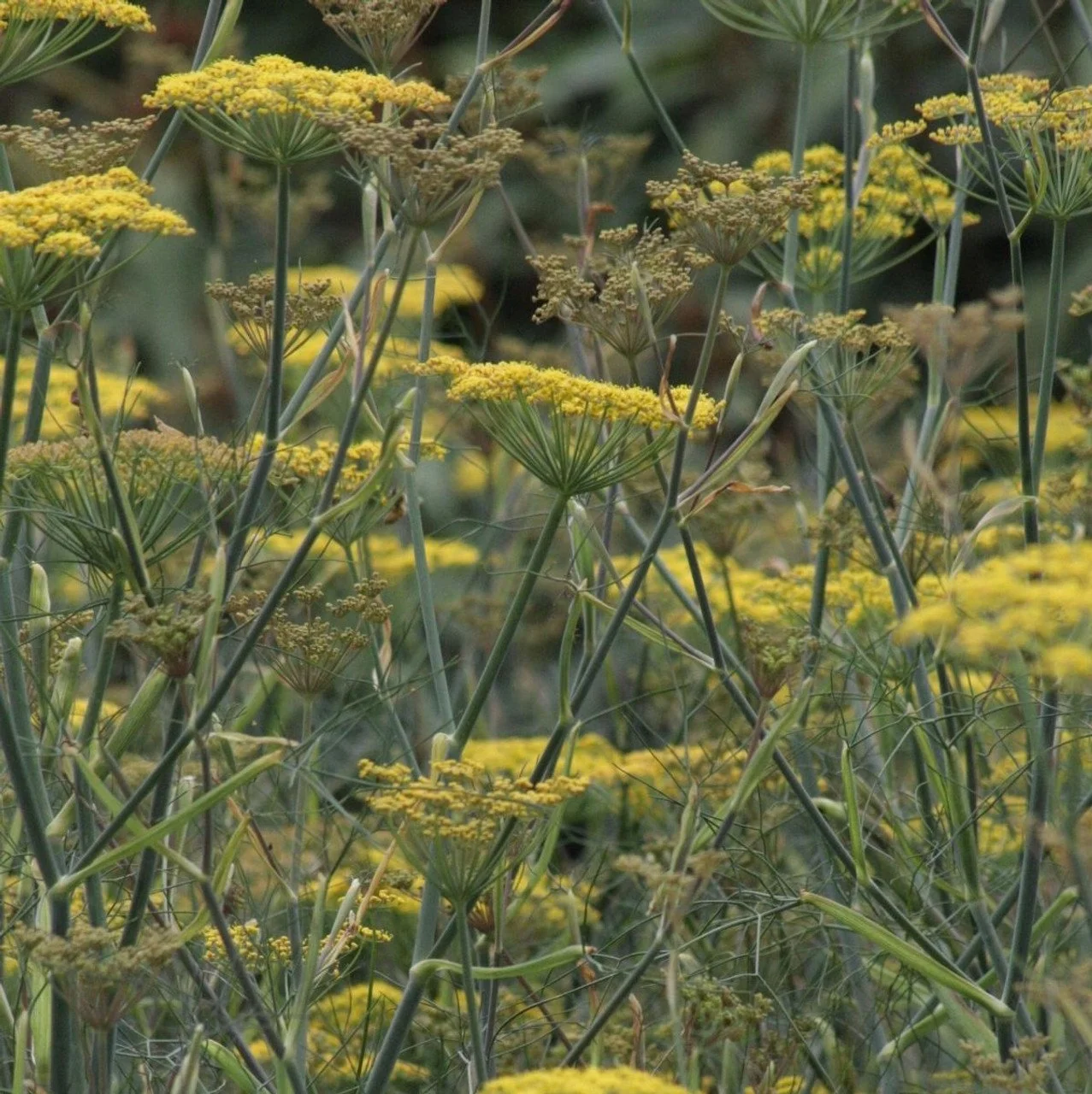 Bronze Fennel Seeds