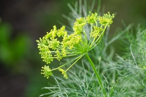 Bouquet Dill Seeds
